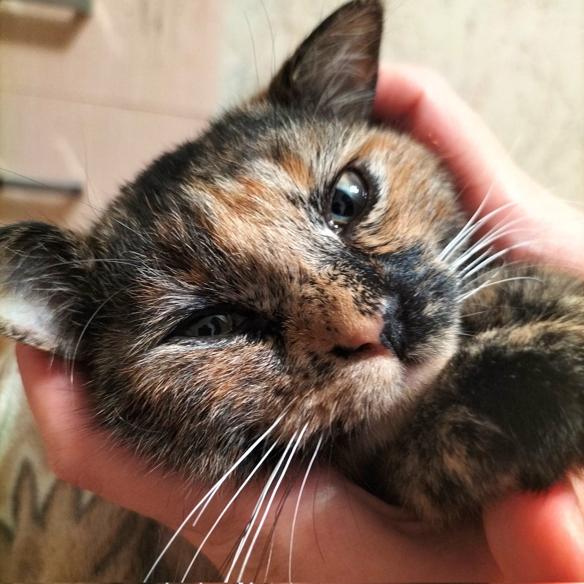 The kitty is doing fine. I let her meet other cats, she's soooo happy - she has a lot of friends now! 😄💕
I know two people who might take her, but... not now. At this moment, well, I have 5 cats :')