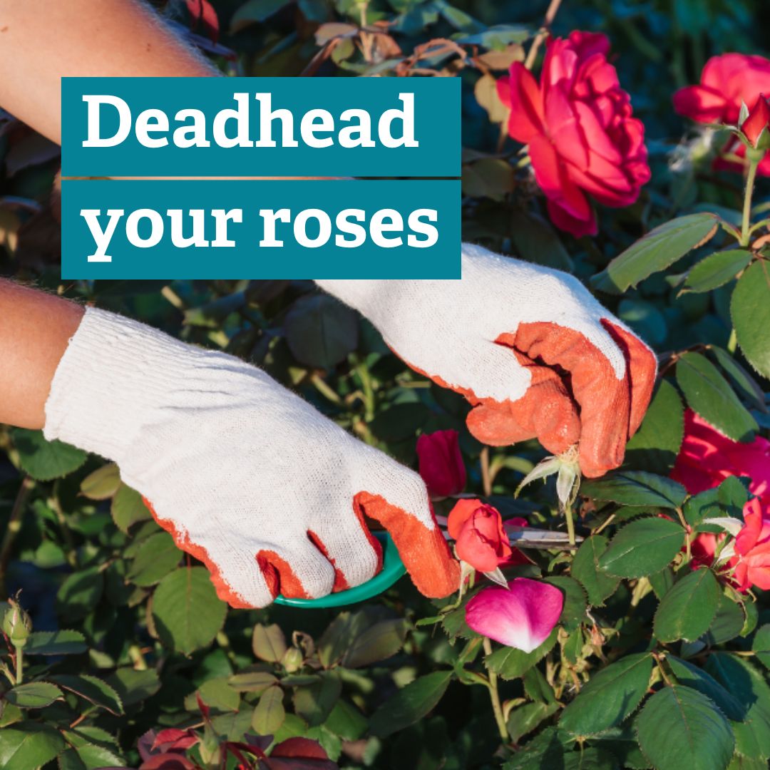 BBOWT's tweet image. From protecting your fruit trees to making the most of the autumn rain, read our blog for tips on how you can garden for wildlife in October: buff.ly/3YgbSCy