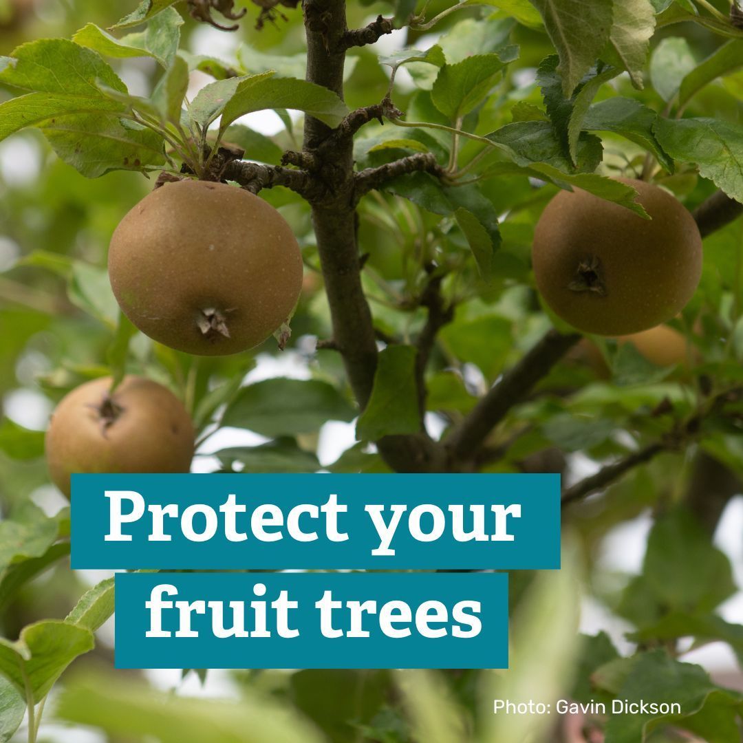 BBOWT's tweet image. From protecting your fruit trees to making the most of the autumn rain, read our blog for tips on how you can garden for wildlife in October: buff.ly/3YgbSCy