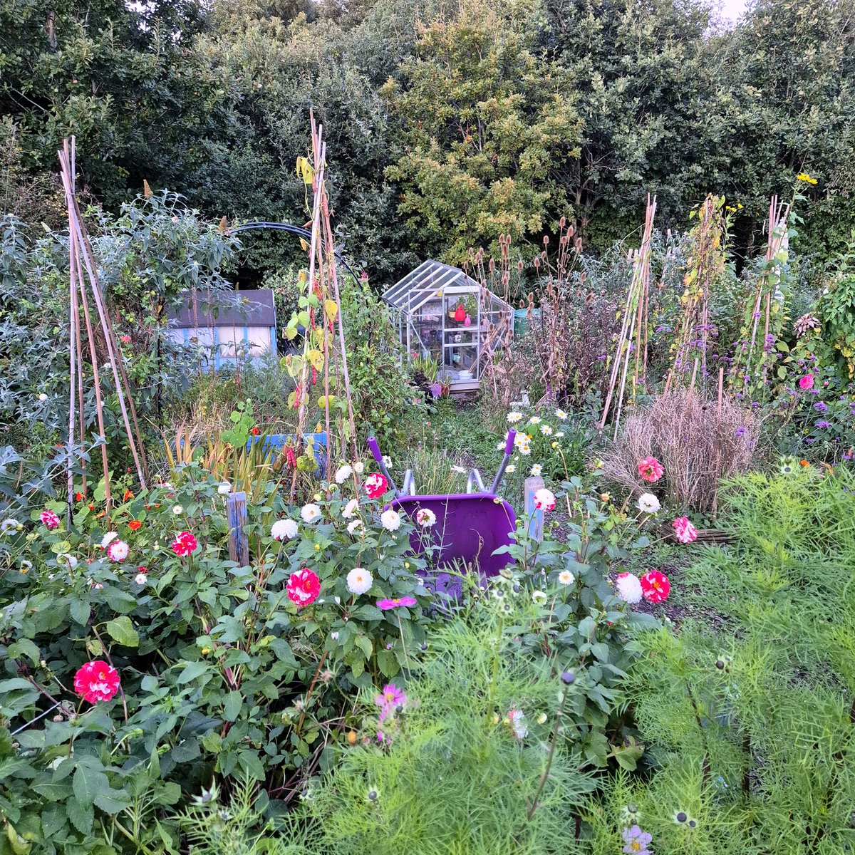 What's the rush? 
You don't have to tidy too much 😉
There are so many creatures hiding in the nooks and crannies, snug inside the stems, sleeping under the petal and leaf duvet, confident they've found a safe place to survive the winter ☺️
A whole new world hides in decay!