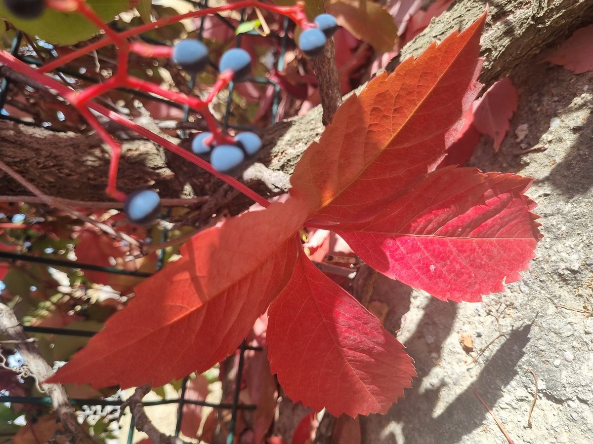 Cigdem_Kayihan's tweet photo. Butterflies fly
From the red ivies
To distant lands.
They look for the depths of my heart
In the infinity of the skies,
But when the day is over 
Their flutters end
And they fall..

📷 &amp; ✍️ @Cigdem_Kayihan https://t.co/ooSR9q8P4u