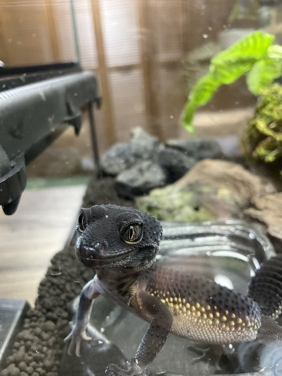 sanno101's tweet image. @KnightGecko さんから、レオパードゲッコーブラックナイトの女の子お迎えしました。名前は男の子なら「メラお」、女の子なら「リノちゃん」のつもりだったので、リノちゃんです！