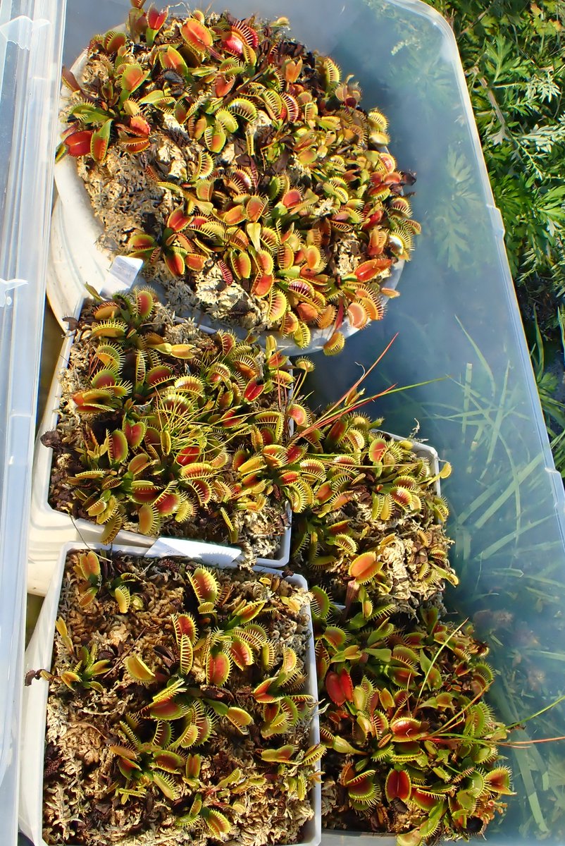moiwayama_nepen's tweet photo. #ハエトリソウ #鈴木系 #春及園 #Dionaea #食虫植物 #Carnivorous_plants #Venus_flytrap #suzuki #TG6 鈴木系に含まれているタイプ諸々を育てている衣装ケースです。いつか機会があれば、三野タイプのものなども加えてみたいところです。 https://t.co/D2dtTFUKfC