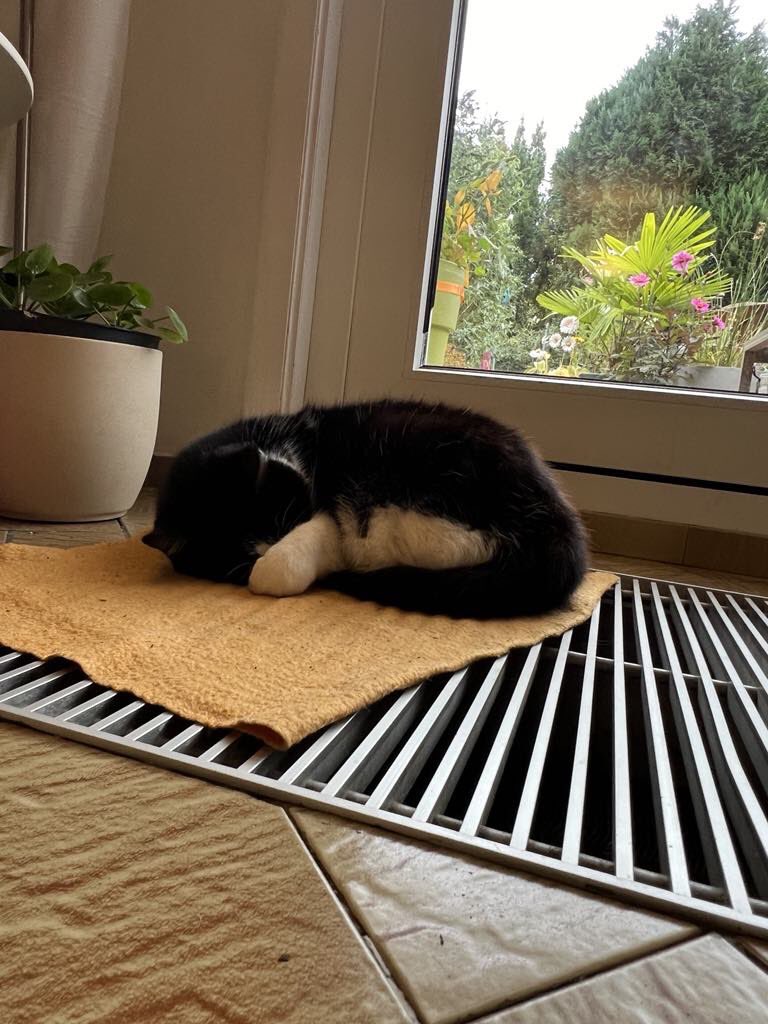 They say the weather is a bit better today, a shame I don’t see it 🐾😹🐾 - signed Kenza