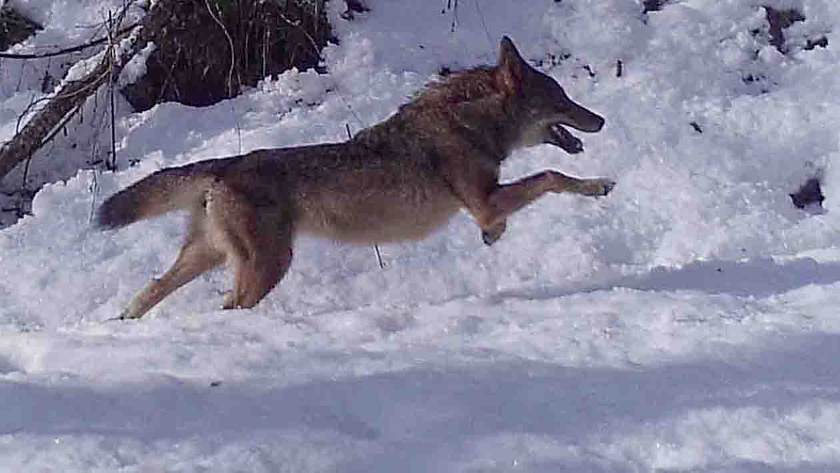 FAPASSPAIN's tweet image. UBICAR AL LOBO EN EL LUGAR ECOLÓGICO QUE LE CORRESPONDE
La campaña de desprestigio que ha recaído sobre el lobo desde que se declaró especie protegida no puede anular la importancia ecológica de su presencia en los ecosistemas naturales
fapas.es/noticias/ubica…