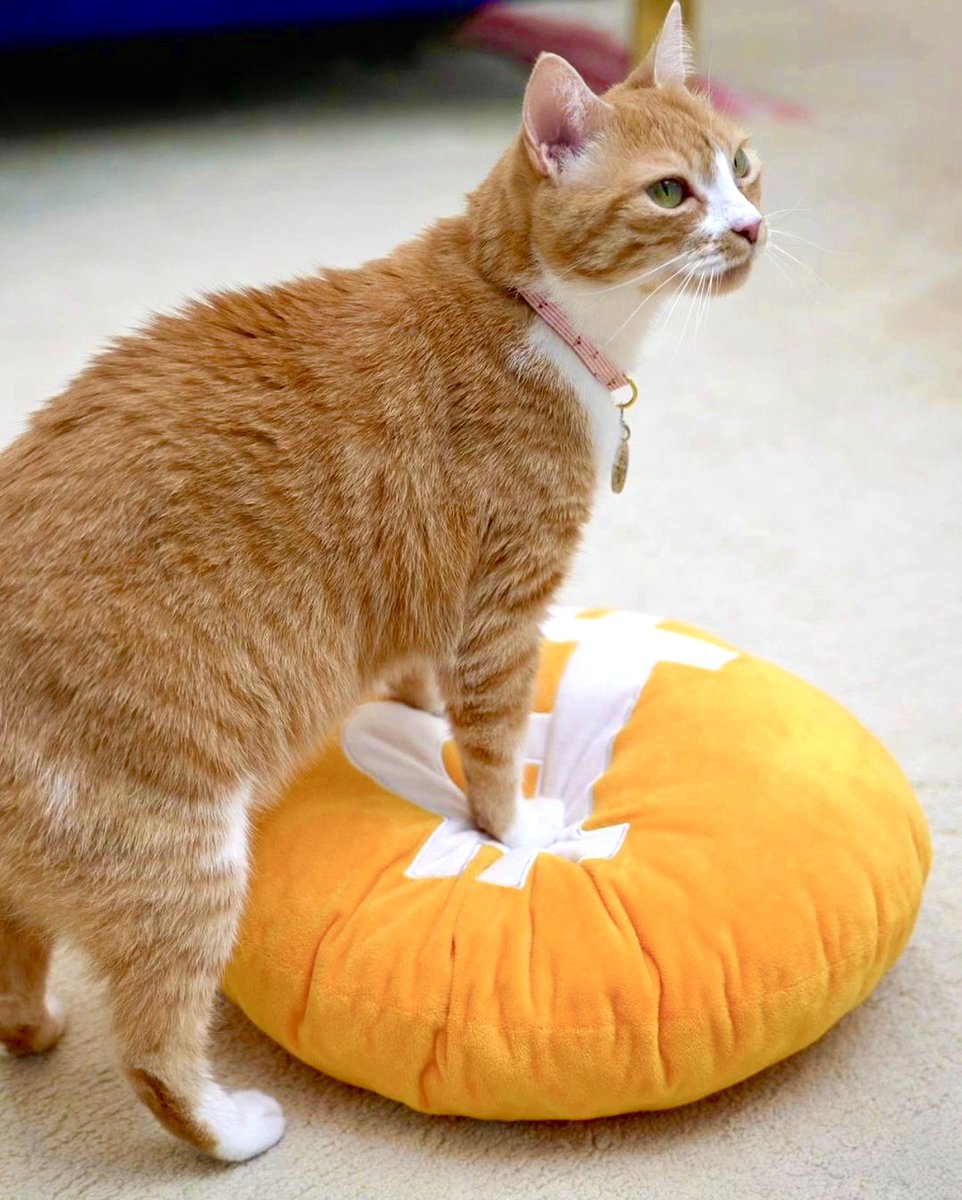 Waffles Davincij15's Cat tweet media