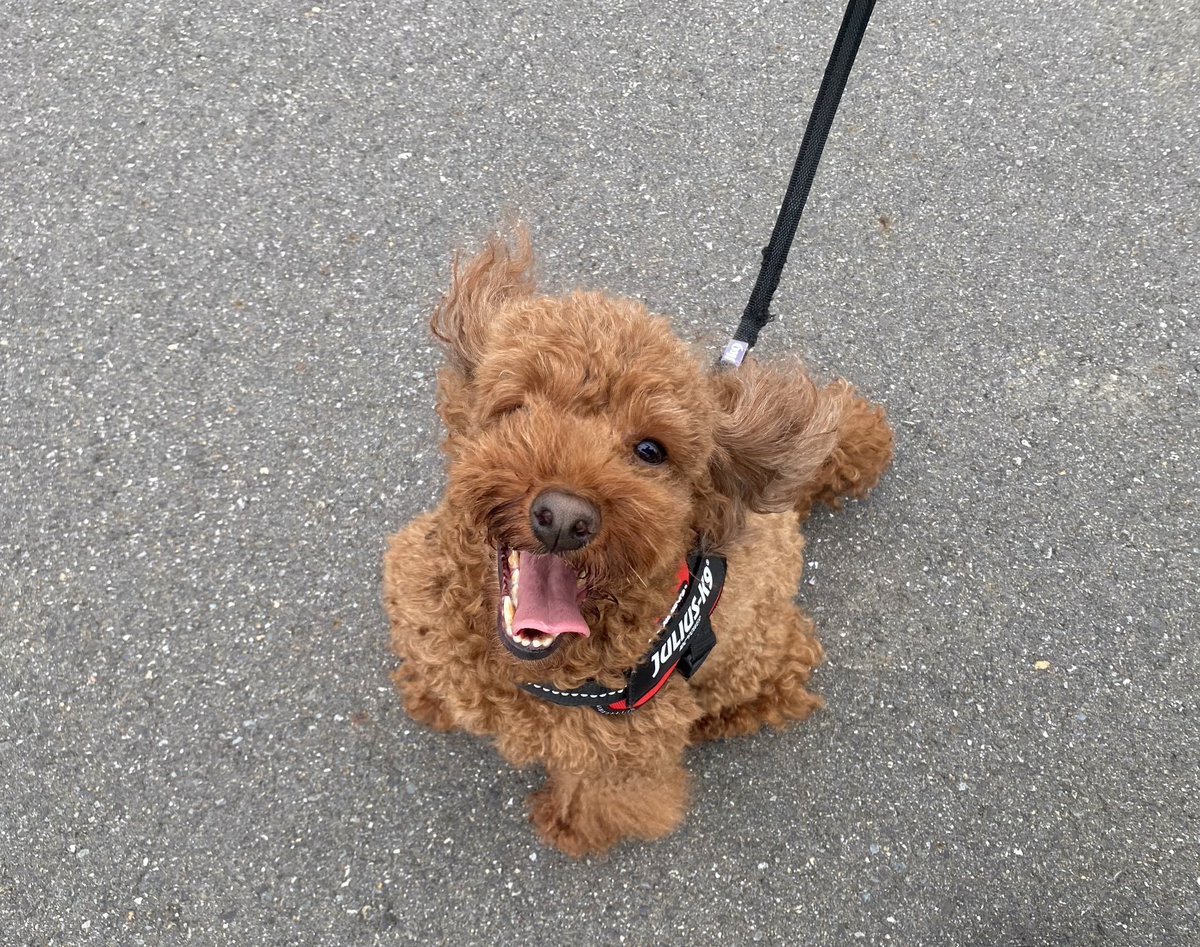 sobobouya's tweet photo. なかなか更新できていませんが変わらずみんな元気にやっています☺️
2枚目は先日泊まったペットホテルから届いた４匹の写真☺️ https://t.co/p0kXA2RrCf