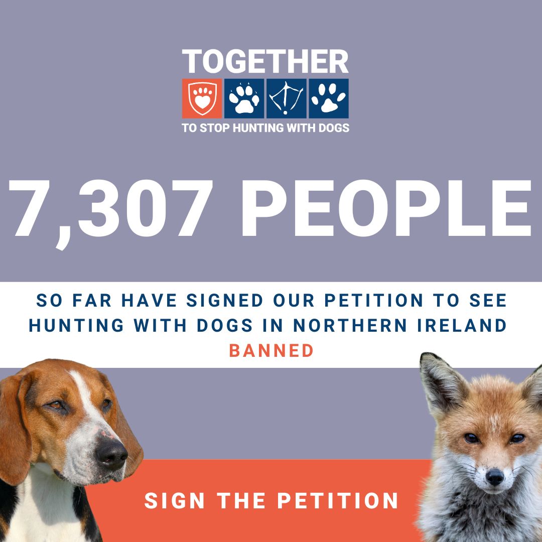 LeagueACS's tweet image. More than 7,000 people have told us they want to see hunting with dogs in Northern Ireland banned, and we know there’s more of you out there that want to see an end to this barbaric sport.
 
Sign the petition &amp;gt;leagueacs.co.uk/vX4SZ
 
@USPCA_Official  #TimeForChangeNI