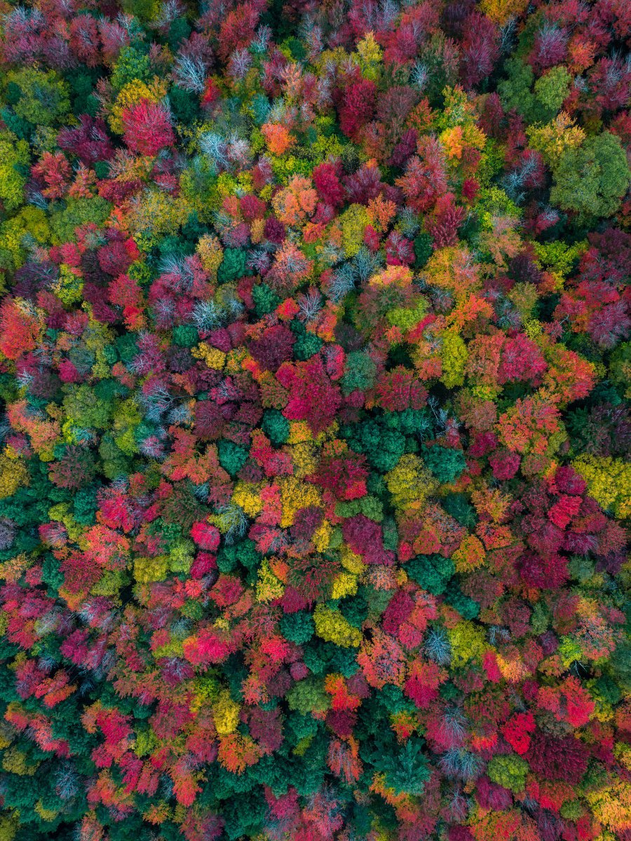 earthcurated's tweet photo. The colors of fall 🍂 https://t.co/zuRopTdILr