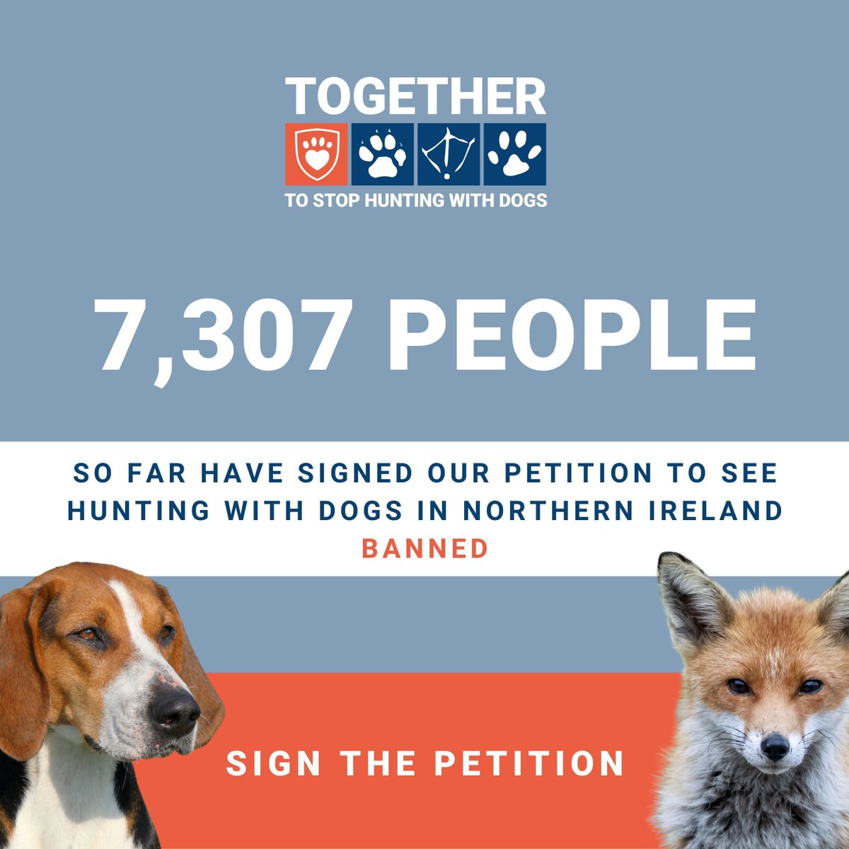 USPCA_Official's tweet image. So far, 7,307 people have signed our petition to ban hunting with dogs in #NI.

For the sake of our depleting wildlife and for the sake of the dogs who should be kept as pets and not used as weapons, let’s do this together. 

Sign 👉 buff.ly/3WW0SZ8

#EndHuntingWithDogs