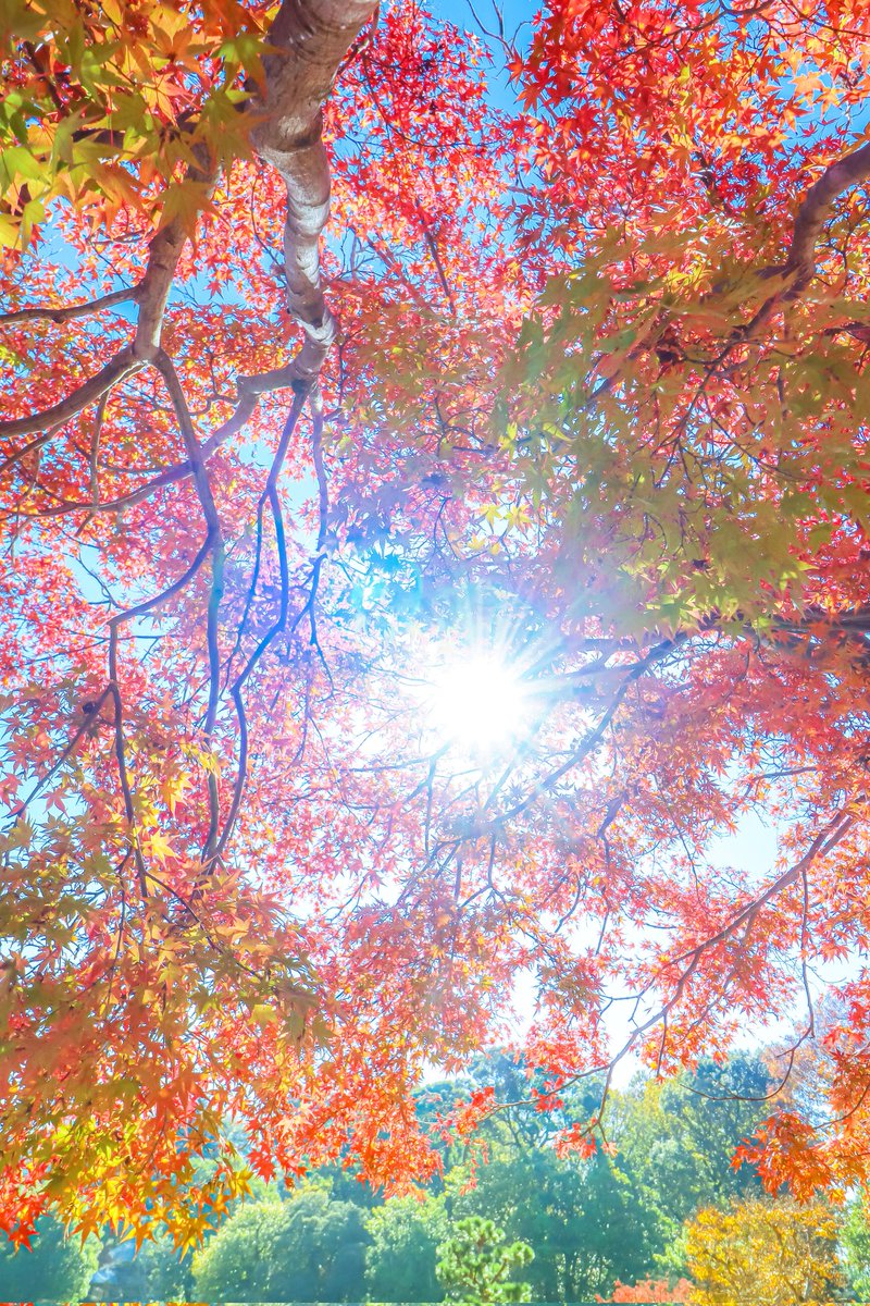 Sorani___Ao's tweet photo. 秋色カーテン。 https://t.co/0d1FXM1pdq