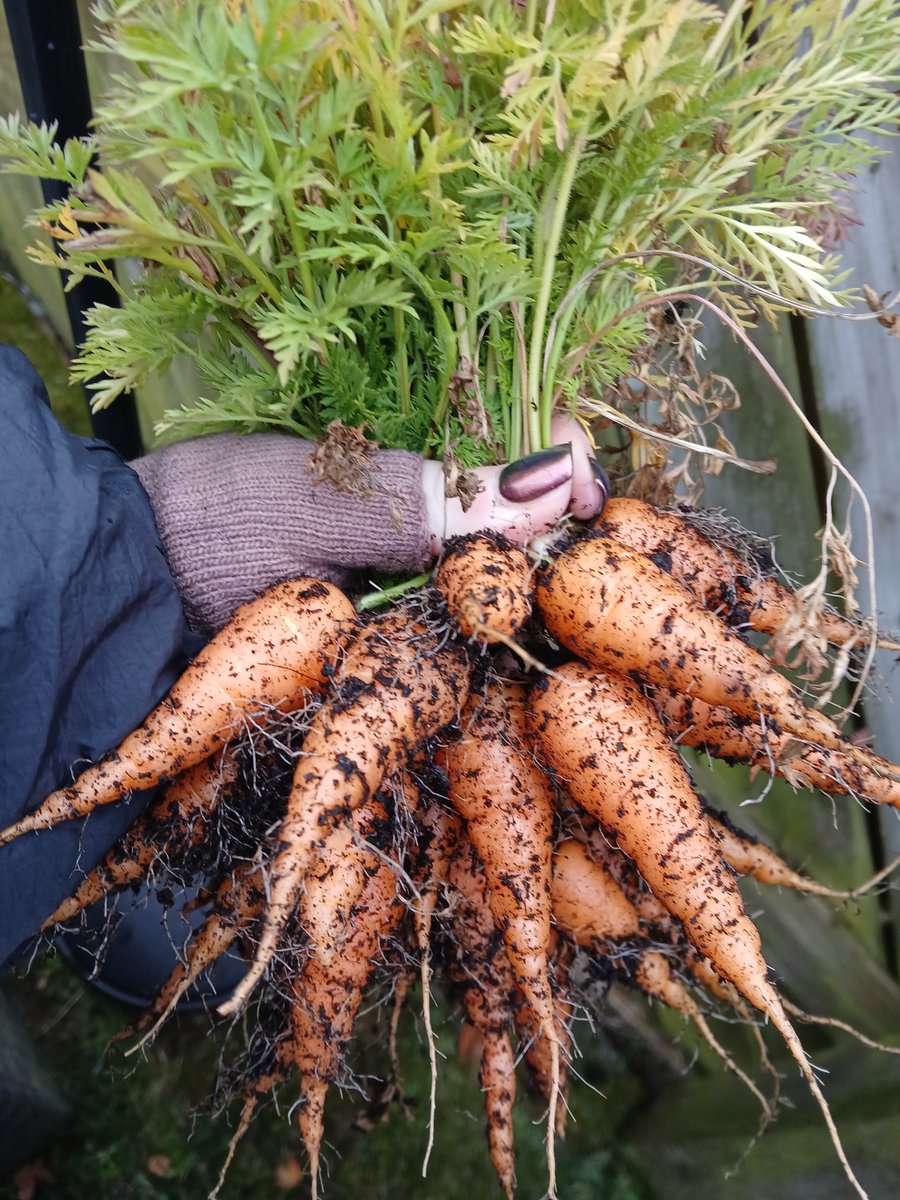 Success! 
Maybe i'll use the whole length of the fence for veg next year.