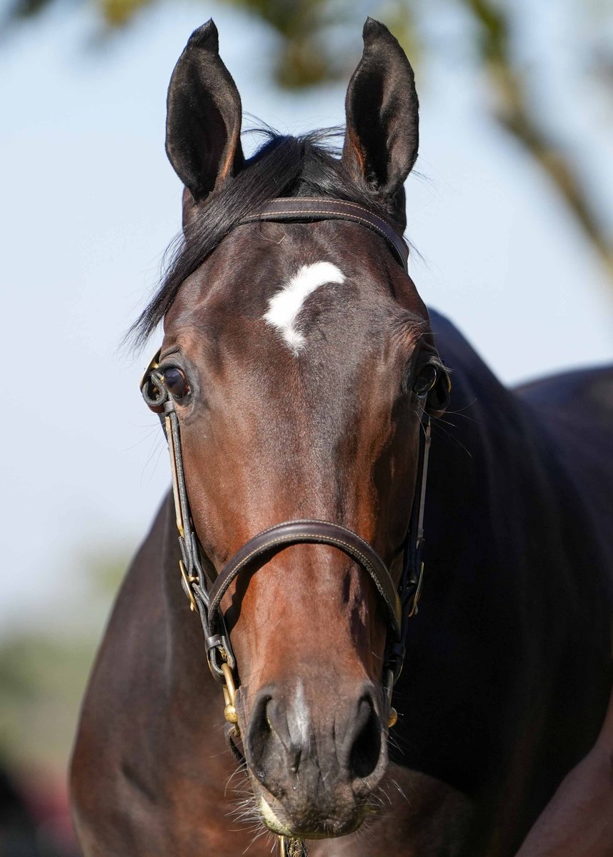 Bloodstock SA tweet media
