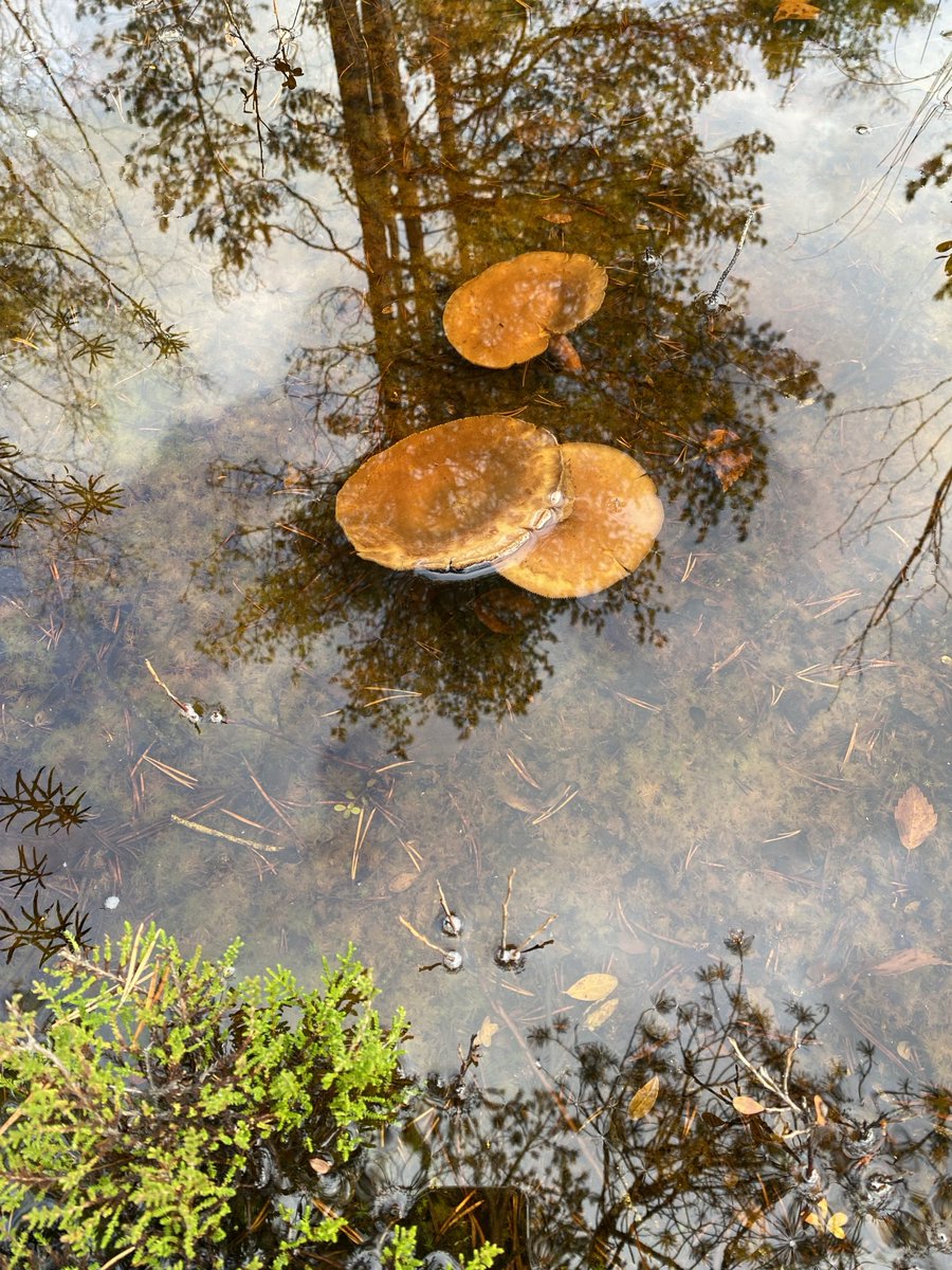 Lakritsirouskut käyneet uimaselleen.