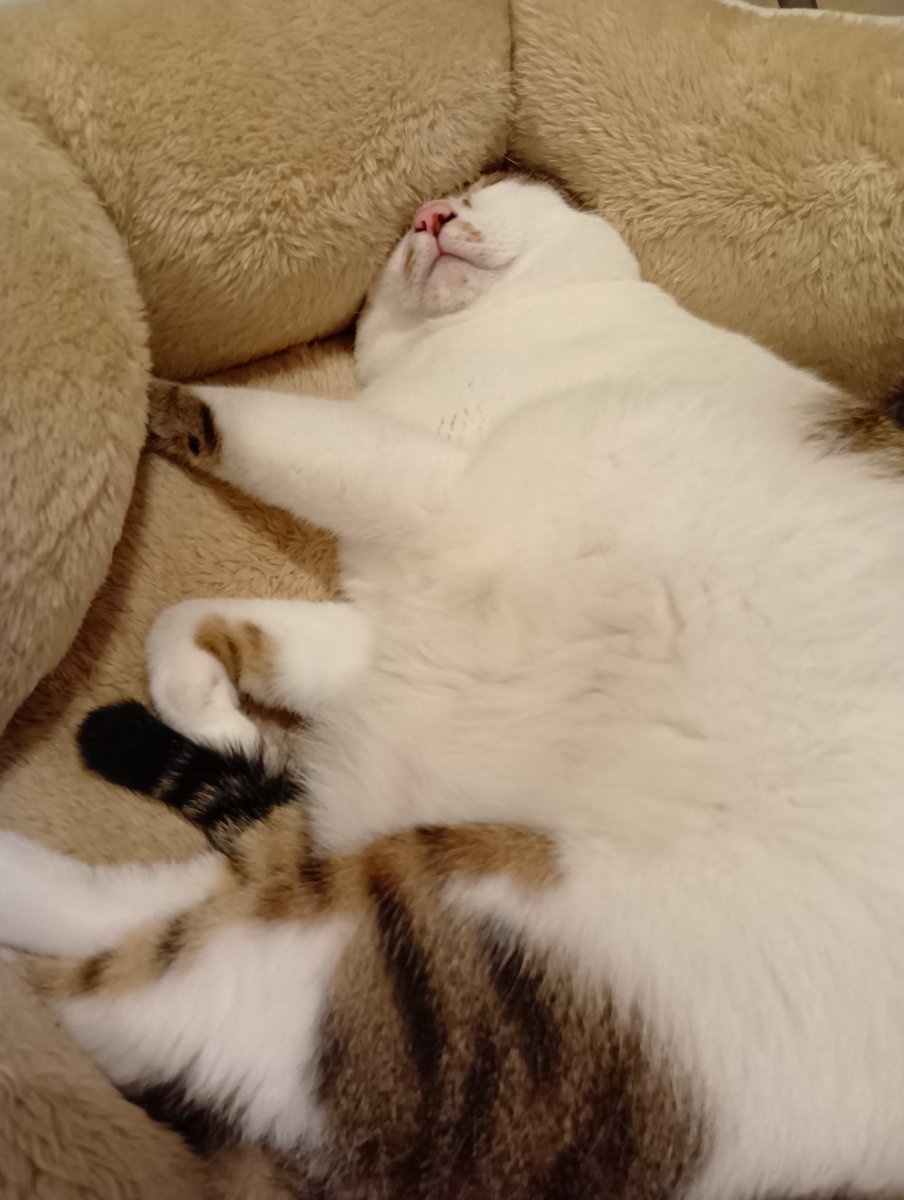 meemoru1's tweet photo. 涼しくなってきて
猫がベッドにめり込む季節 https://t.co/mkXt3VgfEQ