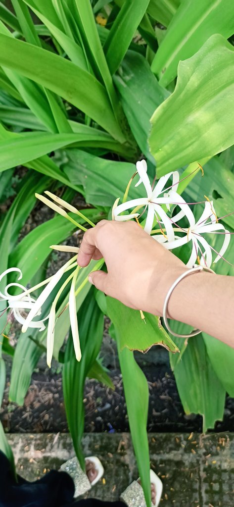 Sheikhkwsar786's tweet photo. Crinum asiaticum @ spider lily@ poision bulb
It fragances is so good and looks good  it turn poision in  bulb. 🌞🕸
People like this is so dangerous. 🌍 https://t.co/4B2eSGVcZn