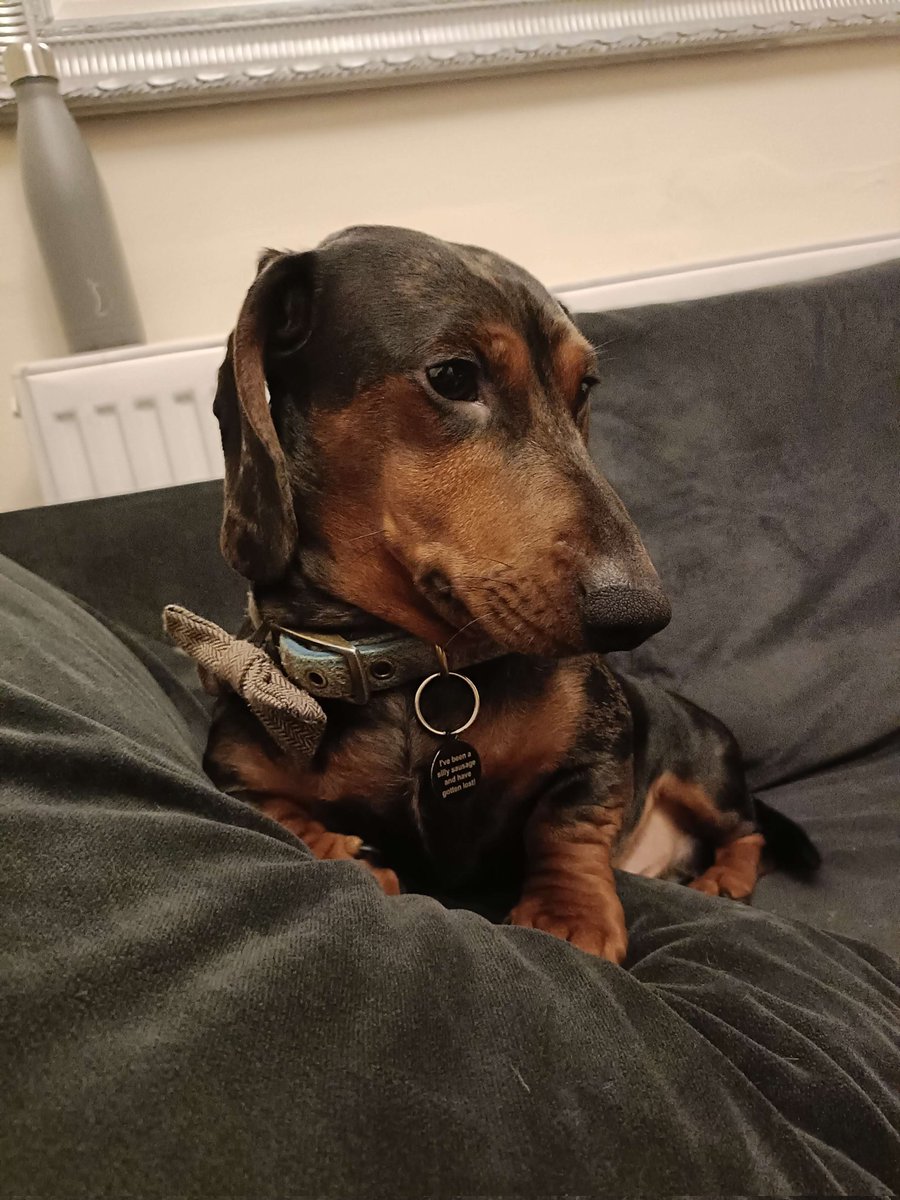 _bearByte's tweet image. We took in Rupert two years ago today 🥹

That's my son.