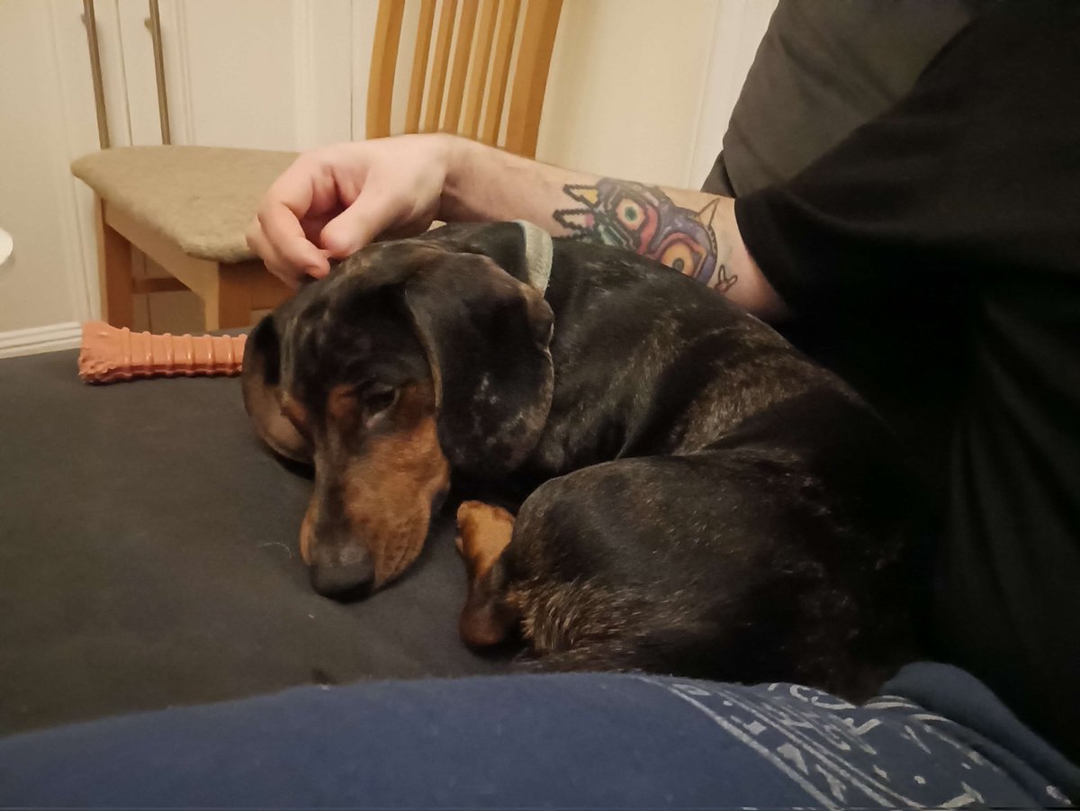 _bearByte's tweet image. We took in Rupert two years ago today 🥹

That's my son.