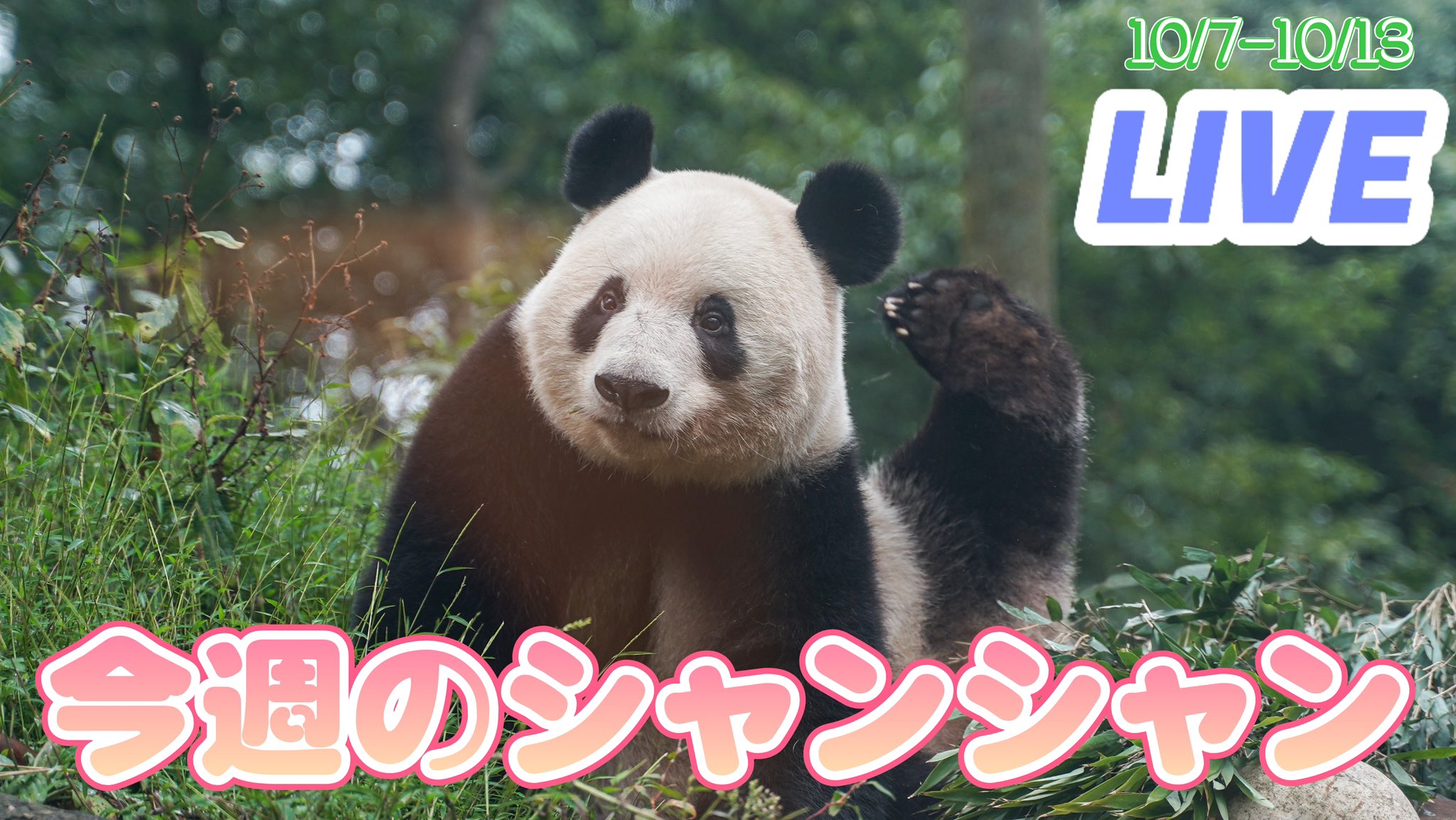 ⭐︎シャンシャンです、5本⭐︎ Highlights by シャンシャンの家 (@NanSenko78281) / X