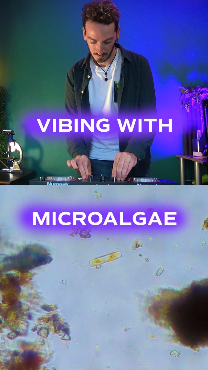 🎚️🎛️🎚️ Si on mélangeait un DJ set contemplatif et une exploration au microscope, ça donnerait quoi ? 

➡️ Rencontre avec des microalgues entre sensibilisation et musique.

Tracks 🎶  
Globall - Jakare /  
Sueño en paraguay - El Búho remix
instagram.com/reel/DBDsqREoW…