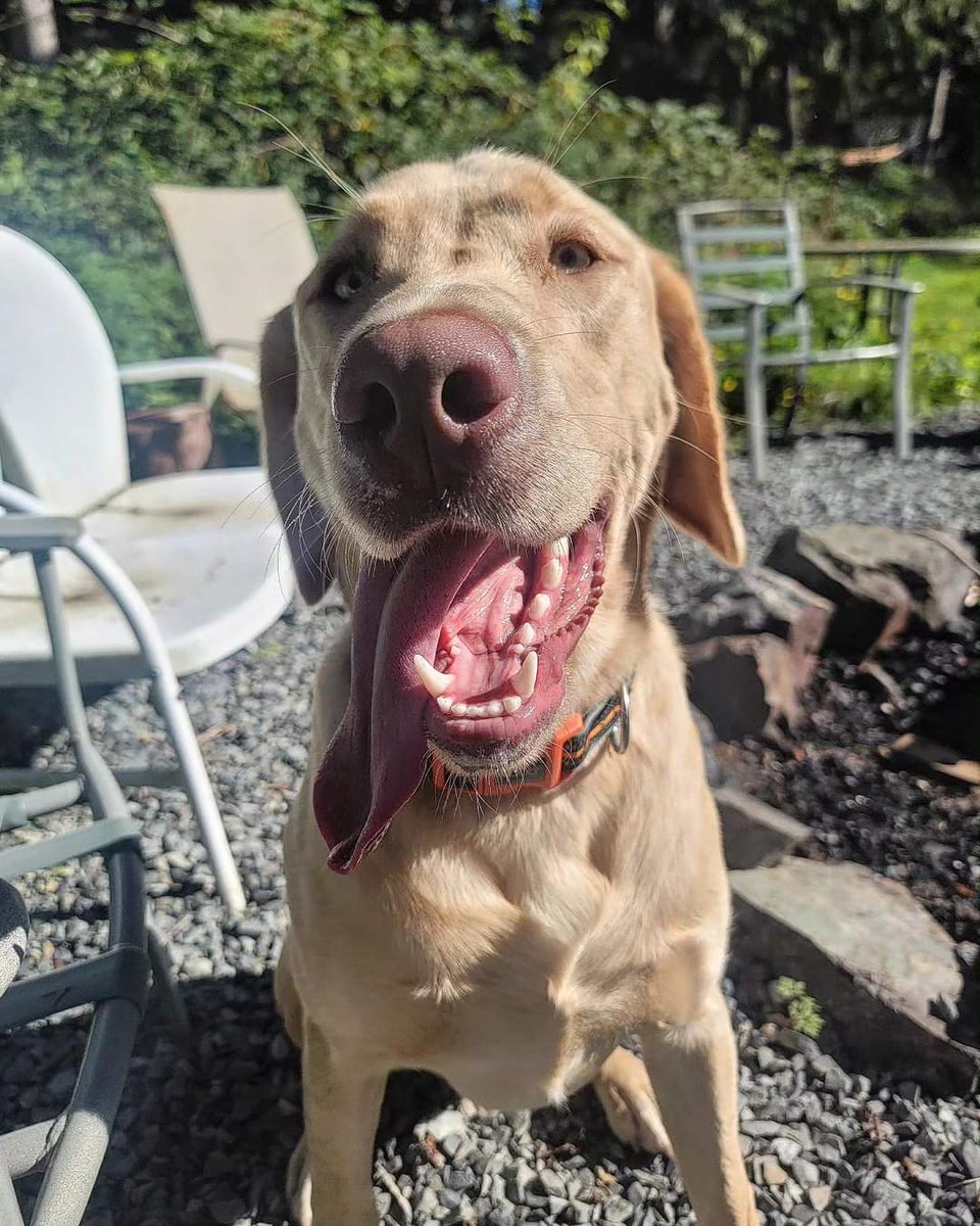 Happy 1st Birthday to our big baby Brut!!! 🍾