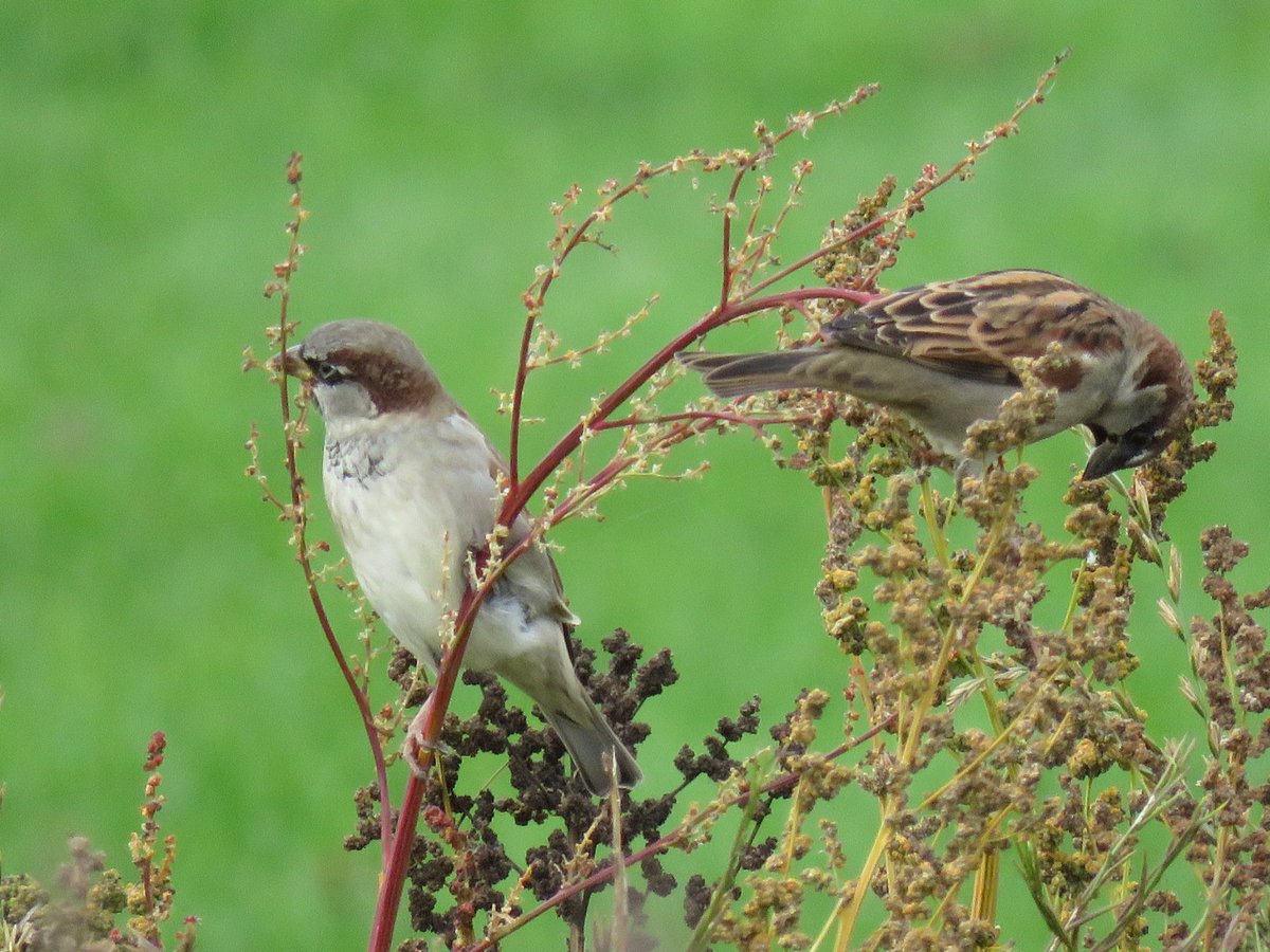carllpool's tweet photo. Nice walk around #chatmoss area today, first redwings of the autumn,buzzard, whooper swans, sparrows also marsh harrier seen https://t.co/dVLGUduHJ8