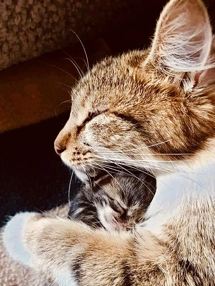 真面目過ぎる
とたまに言われる
惡く言えば
堅すぎる と言う事だろう
本人の希望通りすれば
気持ちよく過ごせるだろうが
それがその人にとってベストだとは思えない
その時は
しょんぼり🥺
だったとしても 時が経てば
わかって貰えると思う
煙たがられても
それで良いのだ

ぢっと手を見る⭐️