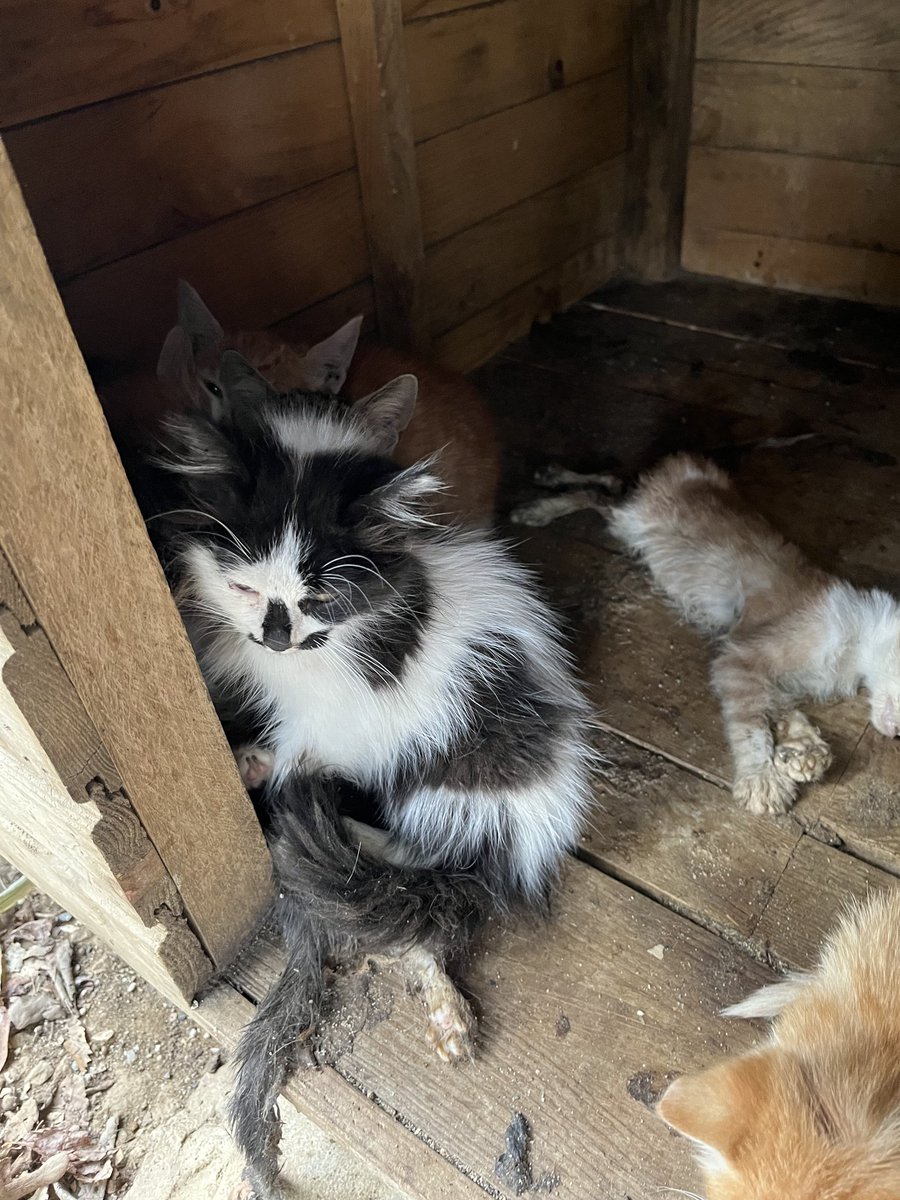 Yazık günah değilmi el kadar kedileri barınakta bu hale getiriyorsunuz.

Sokakta olsa mahalle sakinleri bakar.

Zalimsin insanoğlu.

Ümraniye barınak.