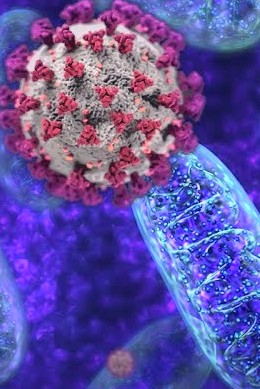 ejustin46's tweet image. MITOCHONDRIA and SARS-COV-2 
(A mega-thread🧵 with 16 studies) 

When the virus damages the mitochondria, the energy-producing centers of our cells ...