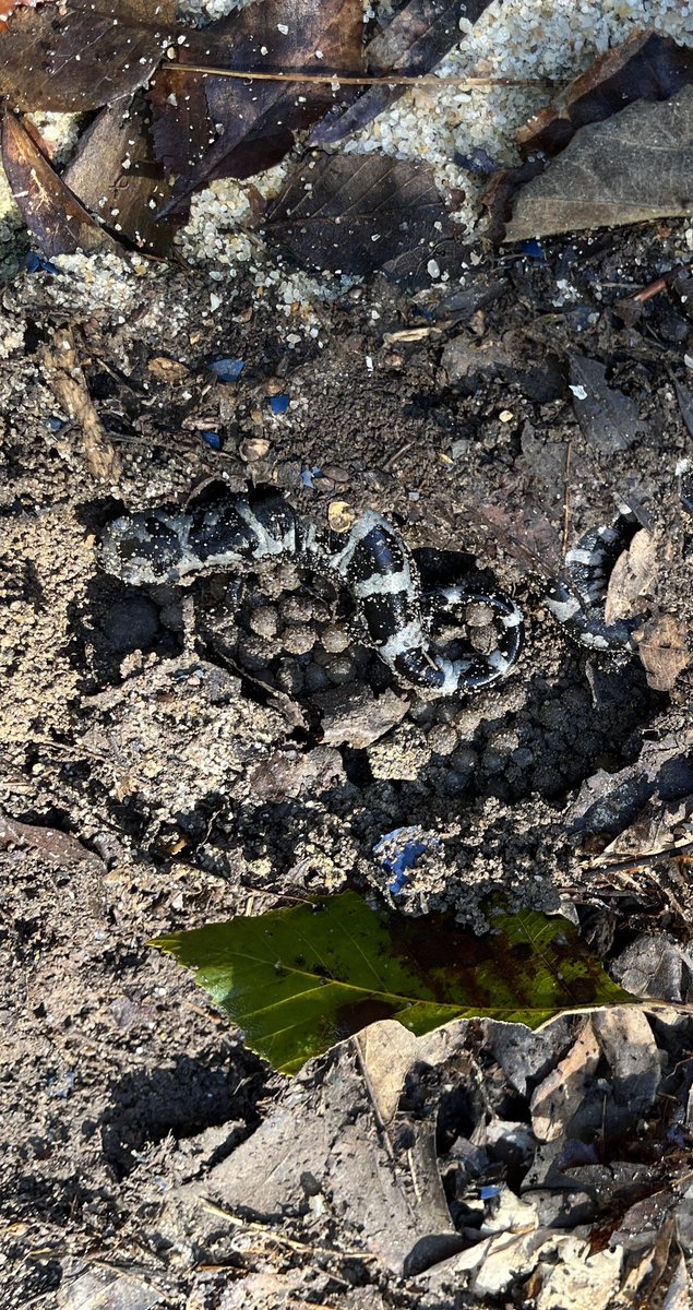 gopamnc's tweet image. Marbled salamander with eggs -the state salamander ofNC - found under wood pile. Of course we put the wood back. #Salamander #Amphibia 😊👩‍🌾🎃