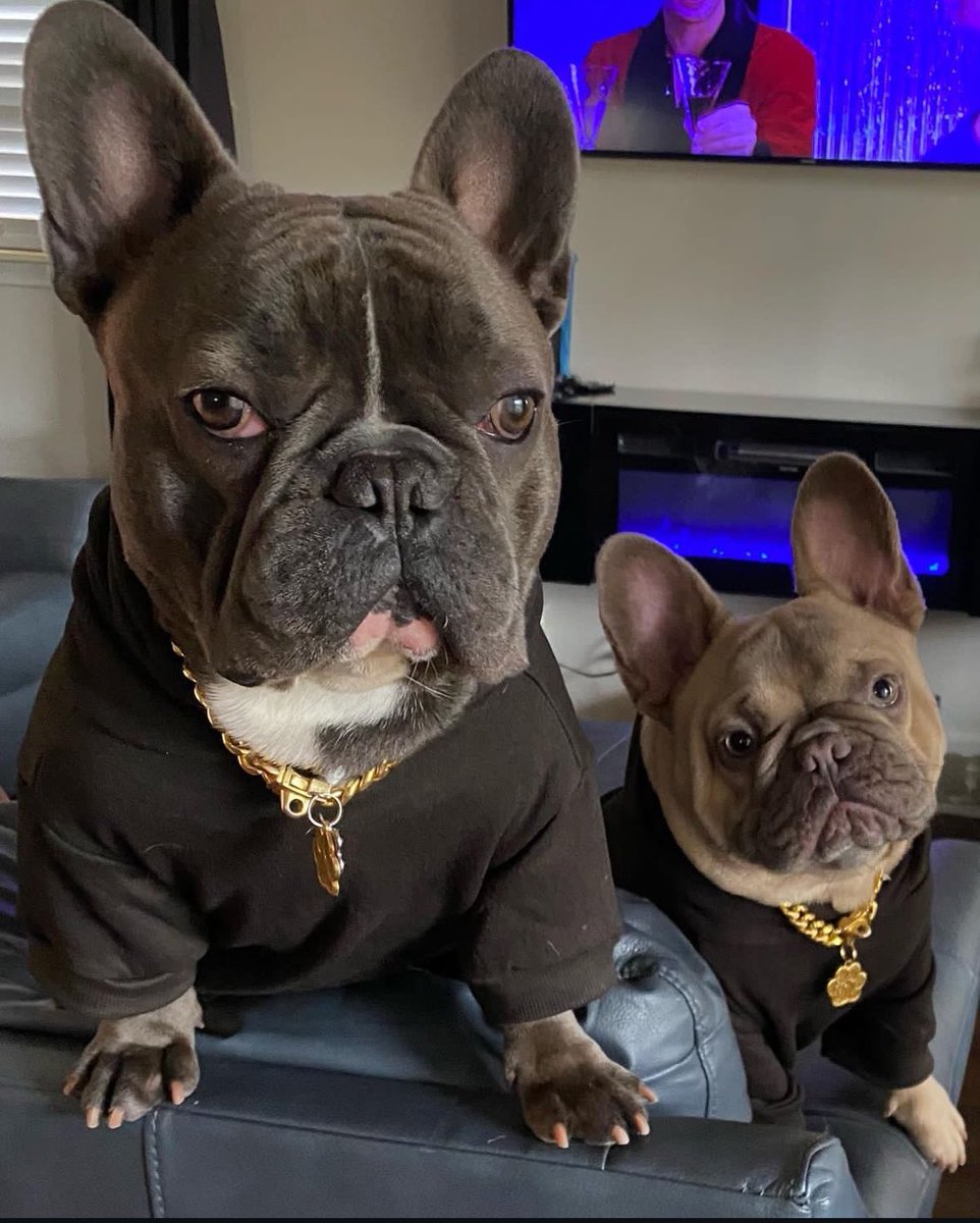 keltsniper's tweet photo. Your Frenchie likes to watch cartoons and take naps. Mine likes to watch @HotepJesus The Grift Report and learn. We not the same #hotepandbuild #FBAK #BMAK #HOA #FvckObama https://t.co/WgslQZBO12