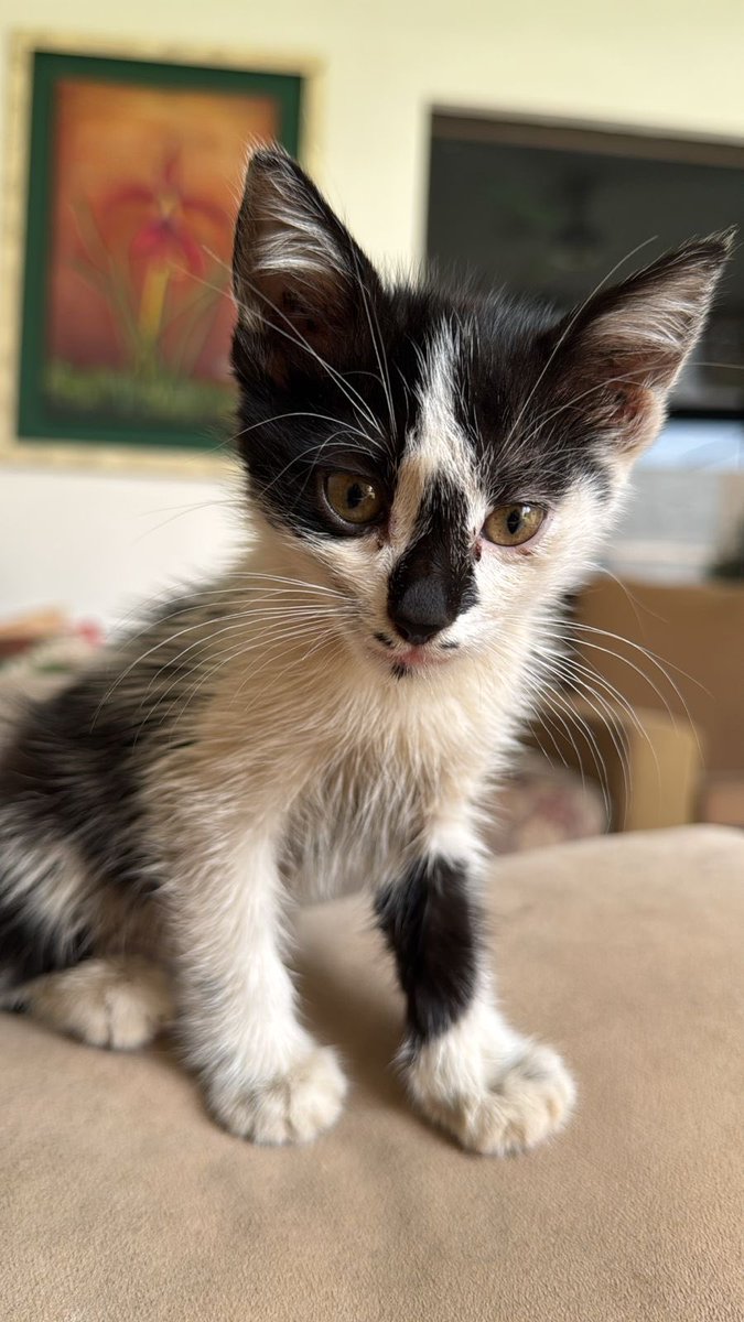 Hola! Le buscamos casita a esta gatita hermosa! Por favor compartir 🙏🏼🙏🏼 <a href="/koalandeMichi/">Koa La Nde Michi 😺😸😽😼😻</a> <a href="/menchibarriocan/">mercedes barriocanal</a> <a href="/galletita/">Galle 🐱🌱🌿👑</a> <a href="/Nati_Tpy/">Nati T.</a> <a href="/____mara_/">Mara</a> <a href="/MarcoHuellasPy/">Marcando Huellas</a>