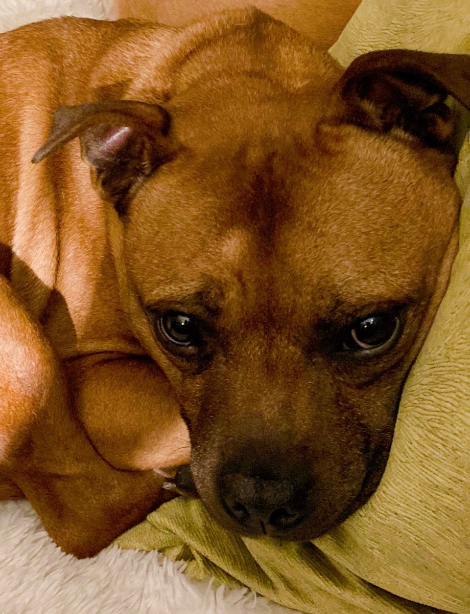 Dixie,
 always keeping her eyes on me, darling little girl 💕🐾

#rescuestaffie #exbreedingbitch #staffordshirebullterrierlove