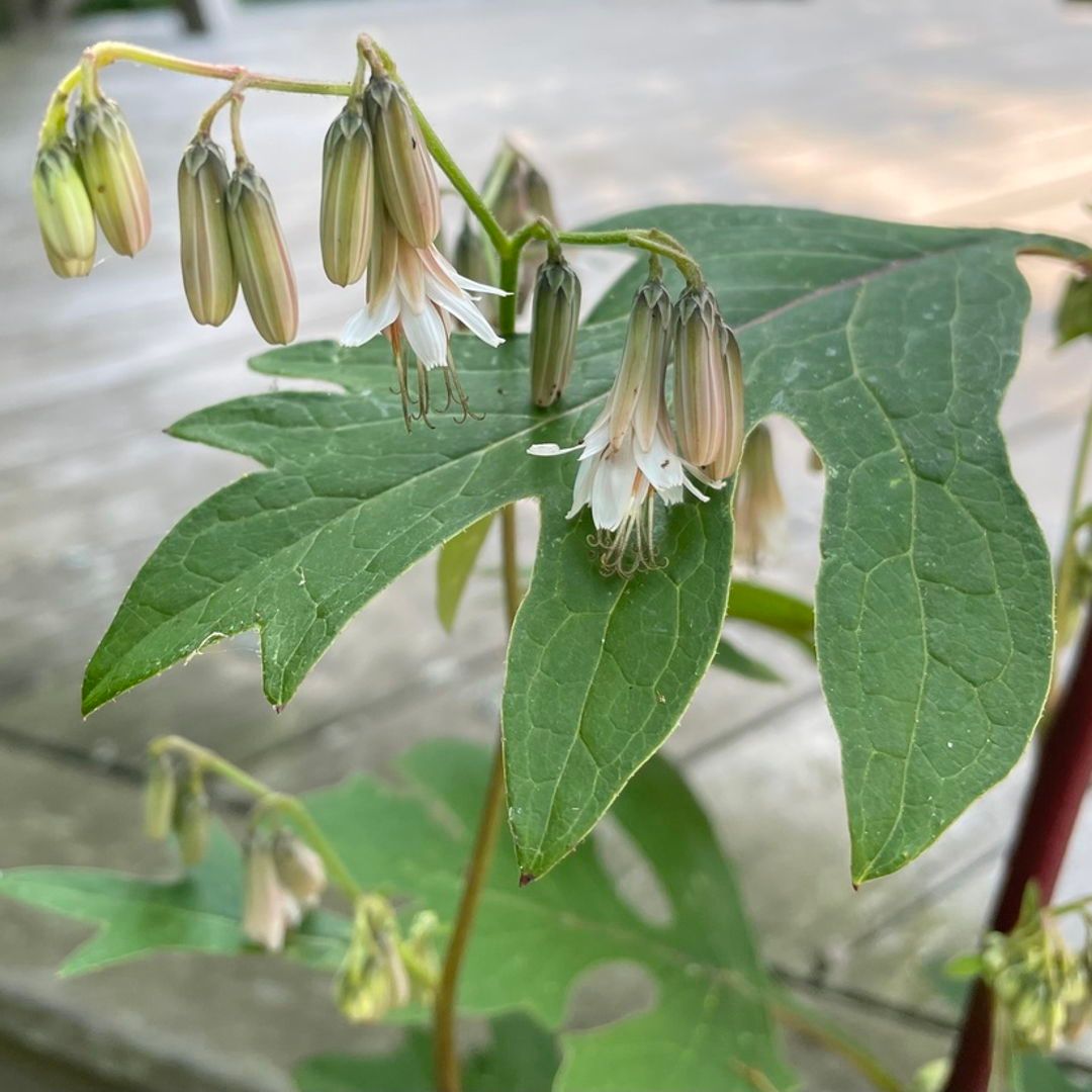 A graceful perennial with tall, slender stems and drooping white flowers, Prenanthes alba, commonly known as White Lettuce or White-flowered Rattlesnake-root, adds subtle elegance to shaded gardens in late summer and early fall.  (photo by Paul Dreeszen)

#nativeplants