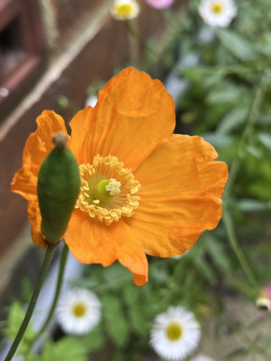 FloralRainbowAW's tweet photo. For #WeekOForOrange #AlphabetChallenge 
Some random orange pics from this year 🍊 https://t.co/10wVSoM0ZT