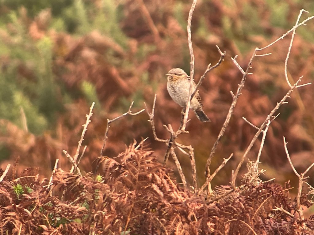 Plus great to see issy wheatear, black kite, 2 OBP, ST lark, hoopoe, 4 wryneck, rosy starling, RB shrike, dotterel, 10+ YBW, 10+ firecrest, hawfinch, barnacle &amp; PF goose, whooper swan, RB merg, spoonbill, osprey, 5 pied fly, 2 black red and a nice array of seabirds @scillybirds