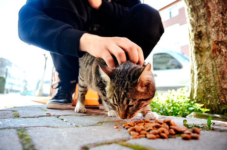 Baba ve Oğul Kedi Beslediği İçin Silahlı Saldırıya Uğradı

karayildiz.org/?p=8503&utm_so…