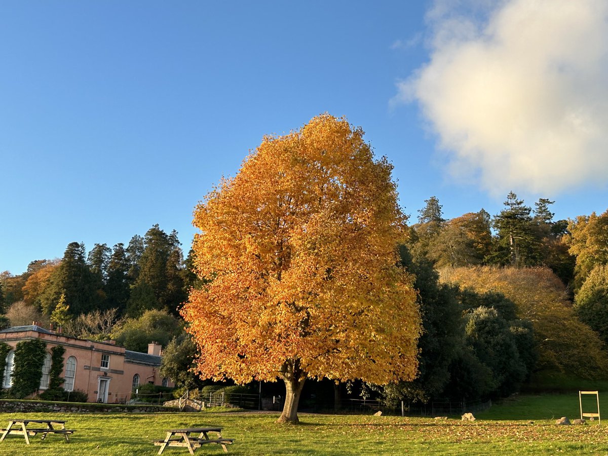 LorraineInglisD's tweet photo. #AlphabetChallenge #WeekOForOrange 

Glowing in the autumn sunshine 🧡🍁

#photography #naturephotography  #autumn #devon #ThePhotoHour https://t.co/Qaj9wGGkMI