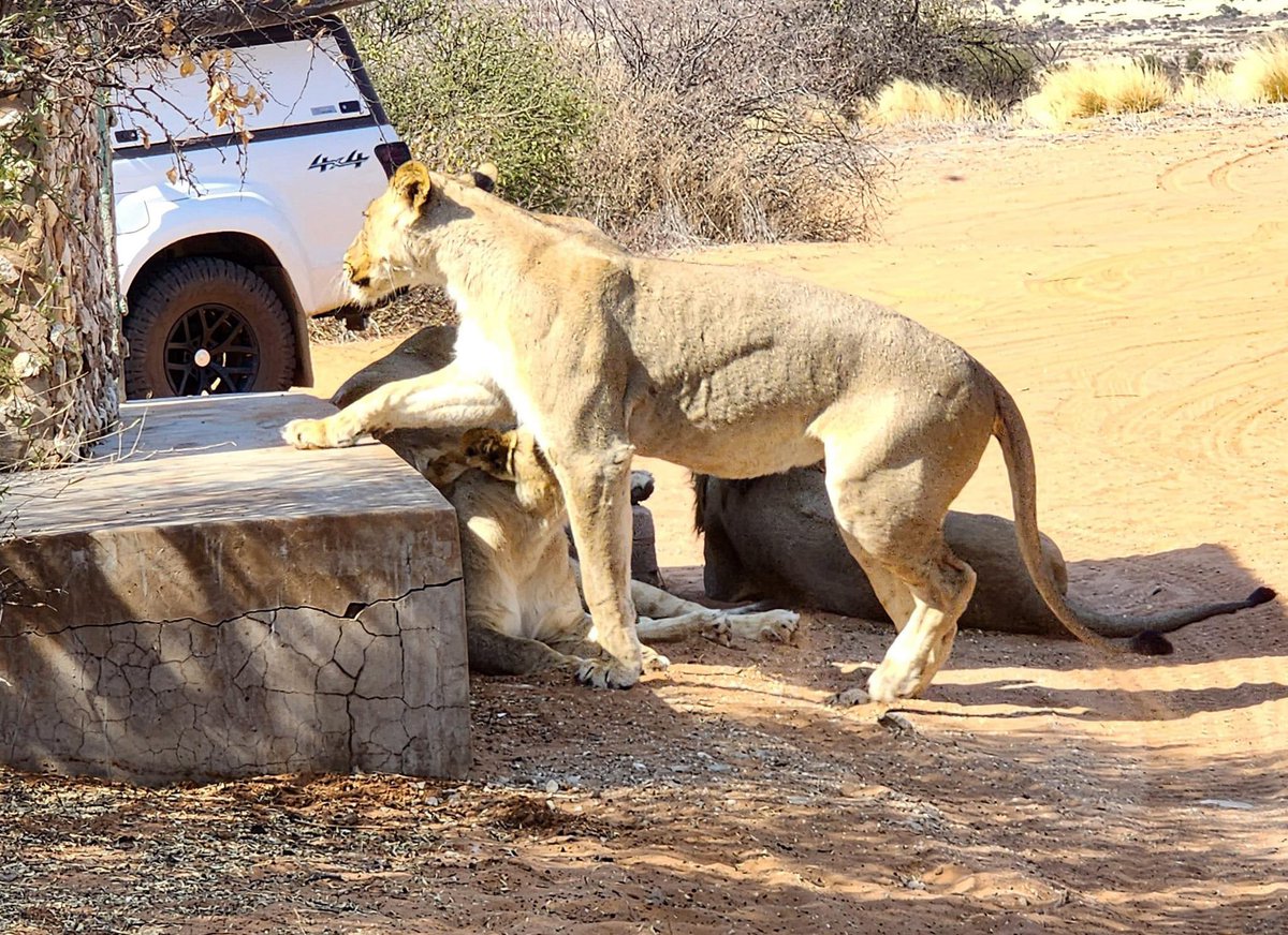 Imagine arriving at home and find this intruders 
Picture by:Trans Africa Self Drive