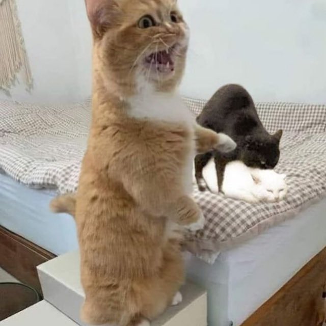 sano (@sxxaan) on Twitter photo 