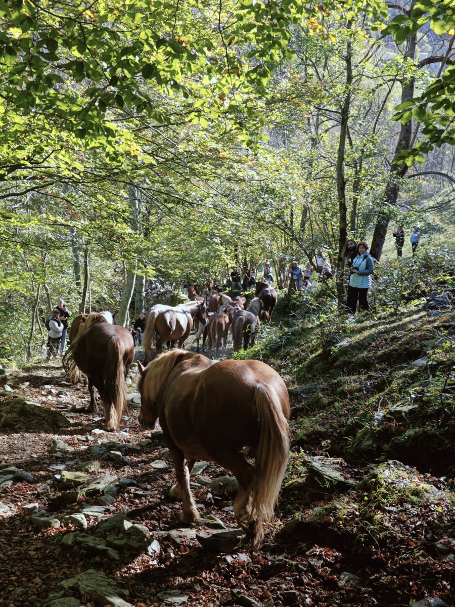 Espinavell. El degoteig metàl·lic dels esquellots és, possiblement, un dels únics camins a fi de bé.