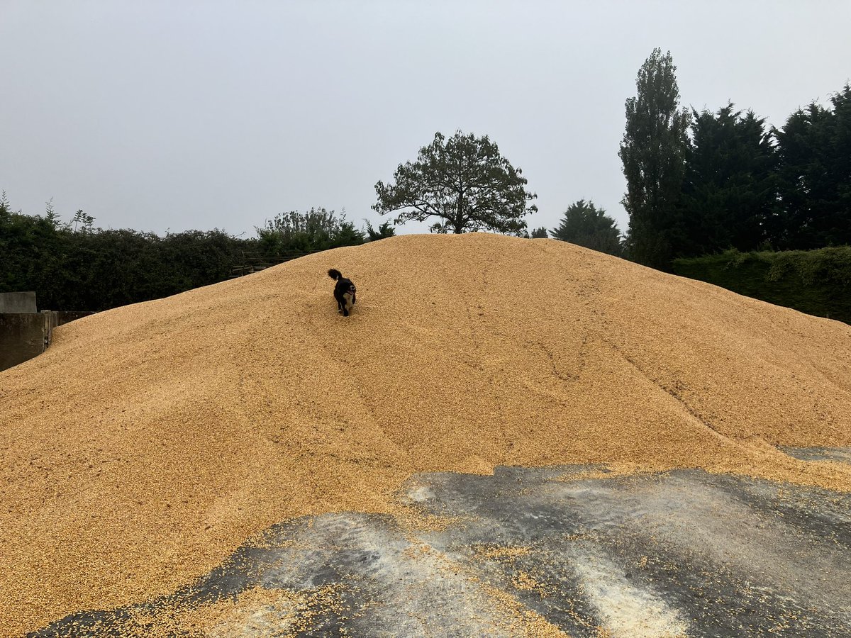 Il n y a pas que les agriculteurs qui sont contents que la moisson débute 🌽🌽! 
La campagne risque d être longue 😌! 
<a href="/Fragritwittos/">FranceAgritwittos♥️</a>