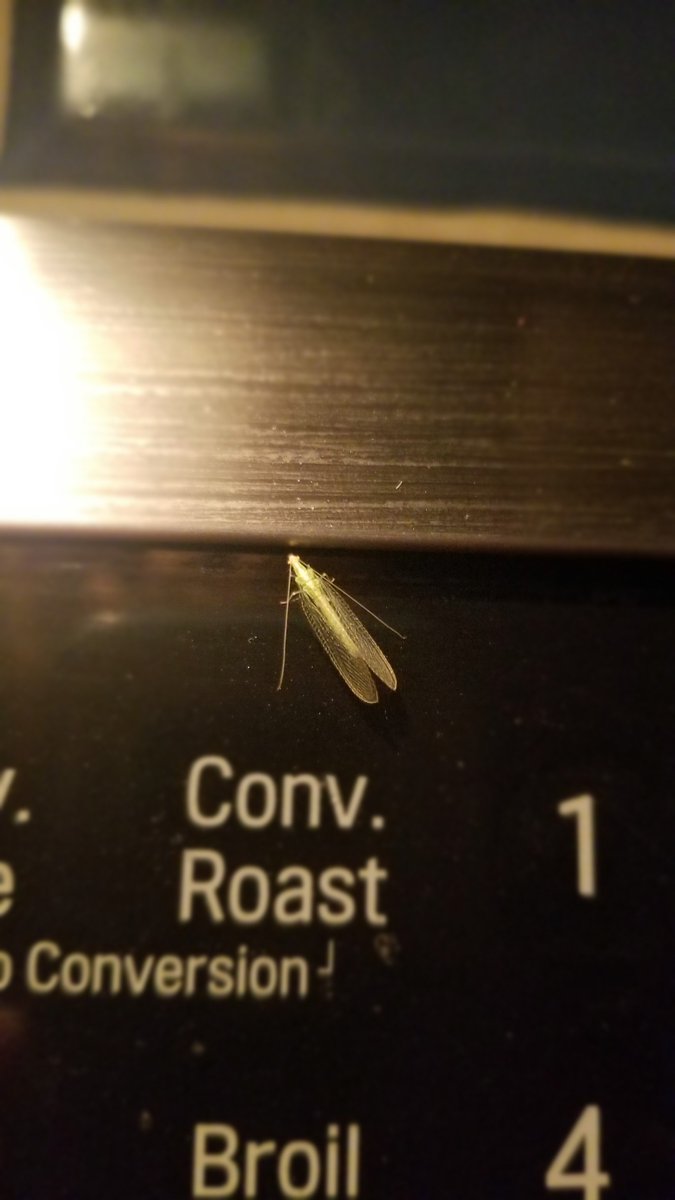 Found this friend (lacewing?) in the kitchen