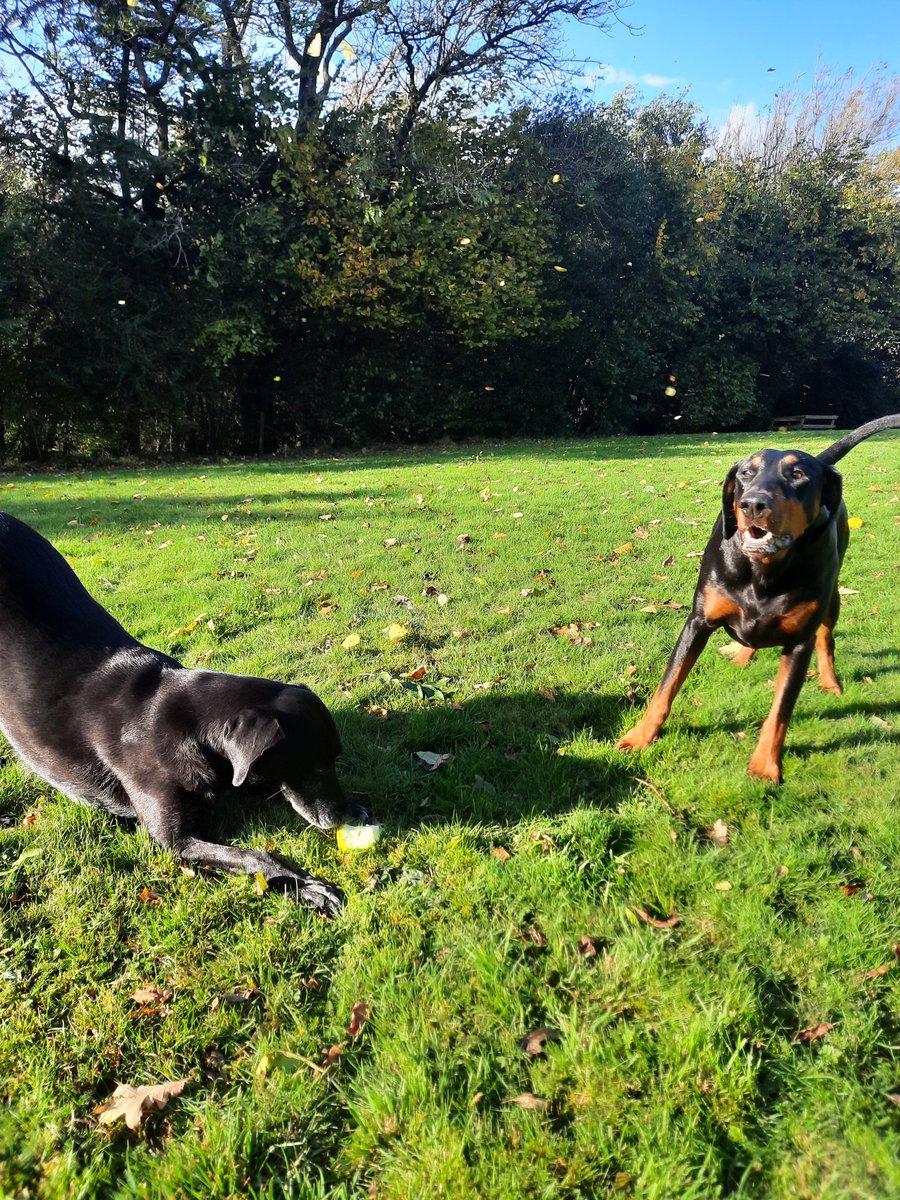 NotBadForHerAge's tweet photo. Damson: Muuum, Freddie's got an apple, and he's not sharing. I know there're lots more, but they'll taste different. Fredie: This apple tastes really nice 😅🤣 🍏🐕🐕 #DramaticDog #Damson #Dobermann #Fred https://t.co/o6fYaWWaRy