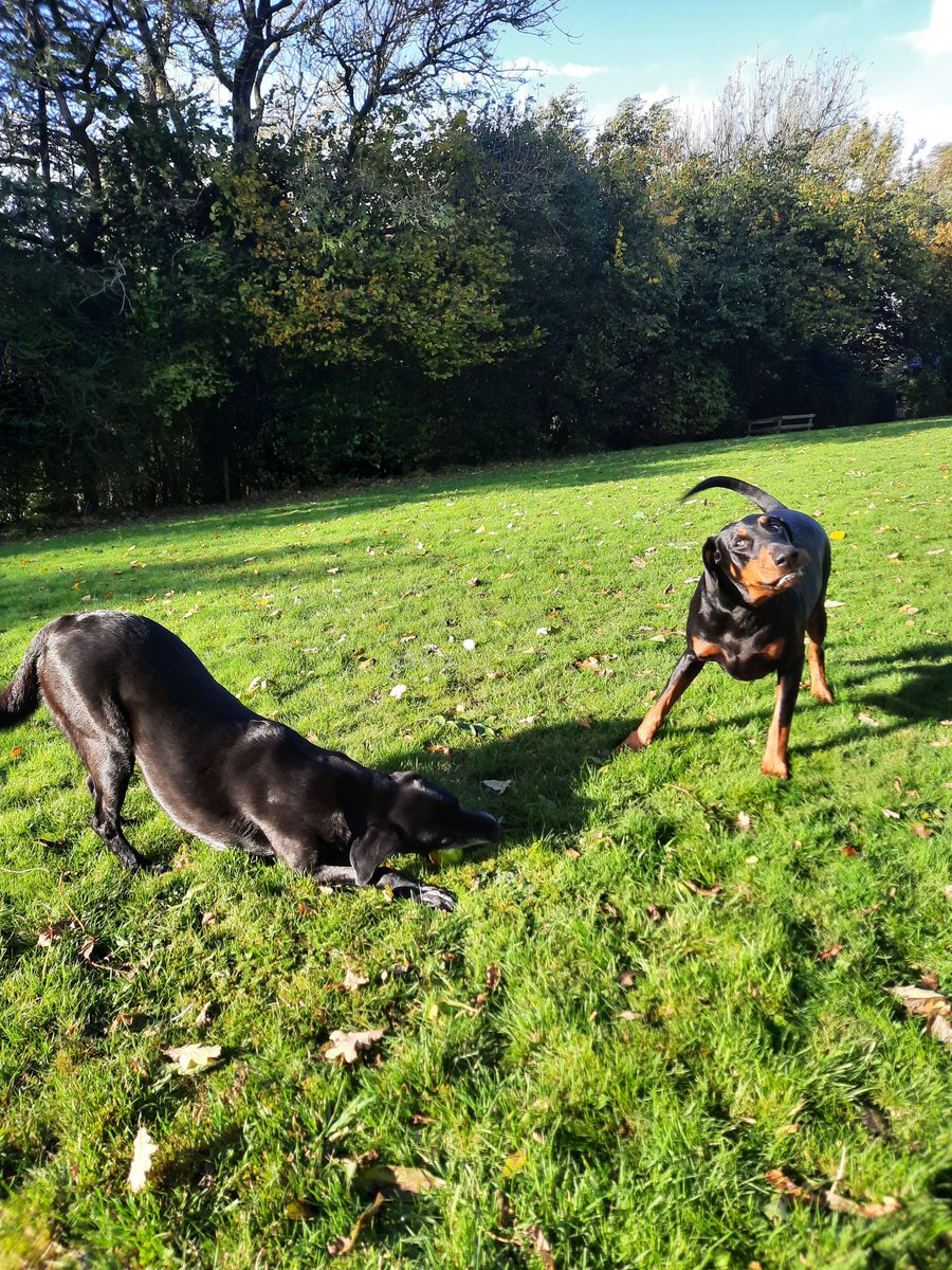 NotBadForHerAge's tweet photo. Damson: Muuum, Freddie's got an apple, and he's not sharing. I know there're lots more, but they'll taste different. Fredie: This apple tastes really nice 😅🤣 🍏🐕🐕 #DramaticDog #Damson #Dobermann #Fred https://t.co/o6fYaWWaRy