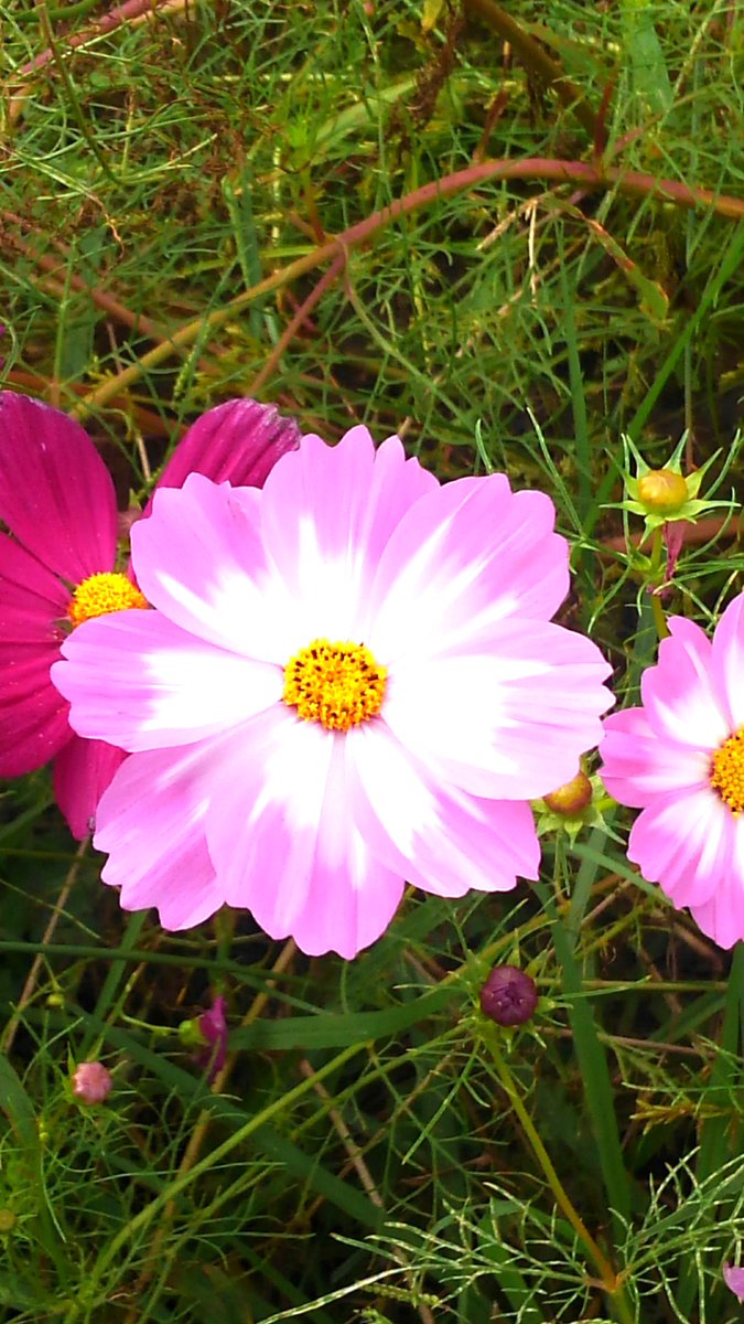 ikoraTV's tweet photo. ピコティー(picotee)
#花 #コスモス #秋桜 #ピコティー #picotee #cosmos #flower https://t.co/WhkuNQyiL3
