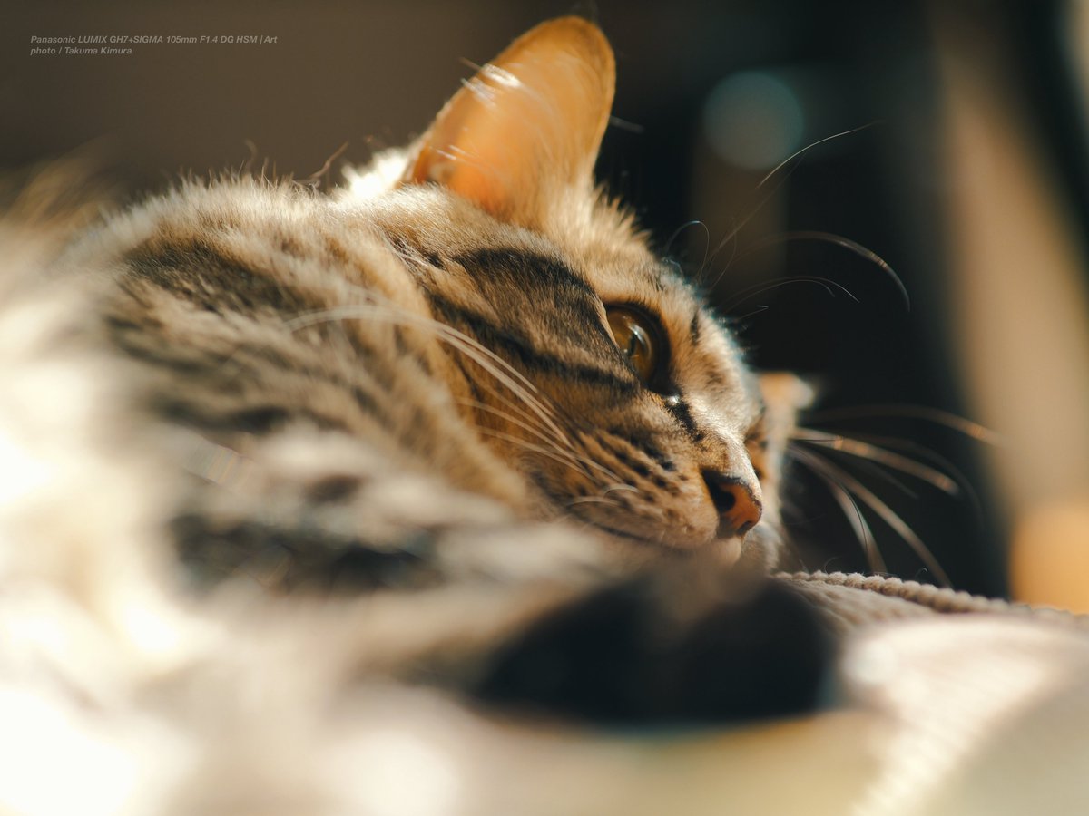 PhoTones_Re's tweet photo. Panasonic LUMIX GH7+SIGMA 105mm F1.4 DG HSM | Art
ボケ好きには良いレンズだね😌
α1で最初に使った時も思ったけど、このレンズ、一般ウケは絶対いいやつ。
#sigma
#lumix
#panasonic
#gh7
#commlite
#lut https://t.co/6j6y4GEGPw
