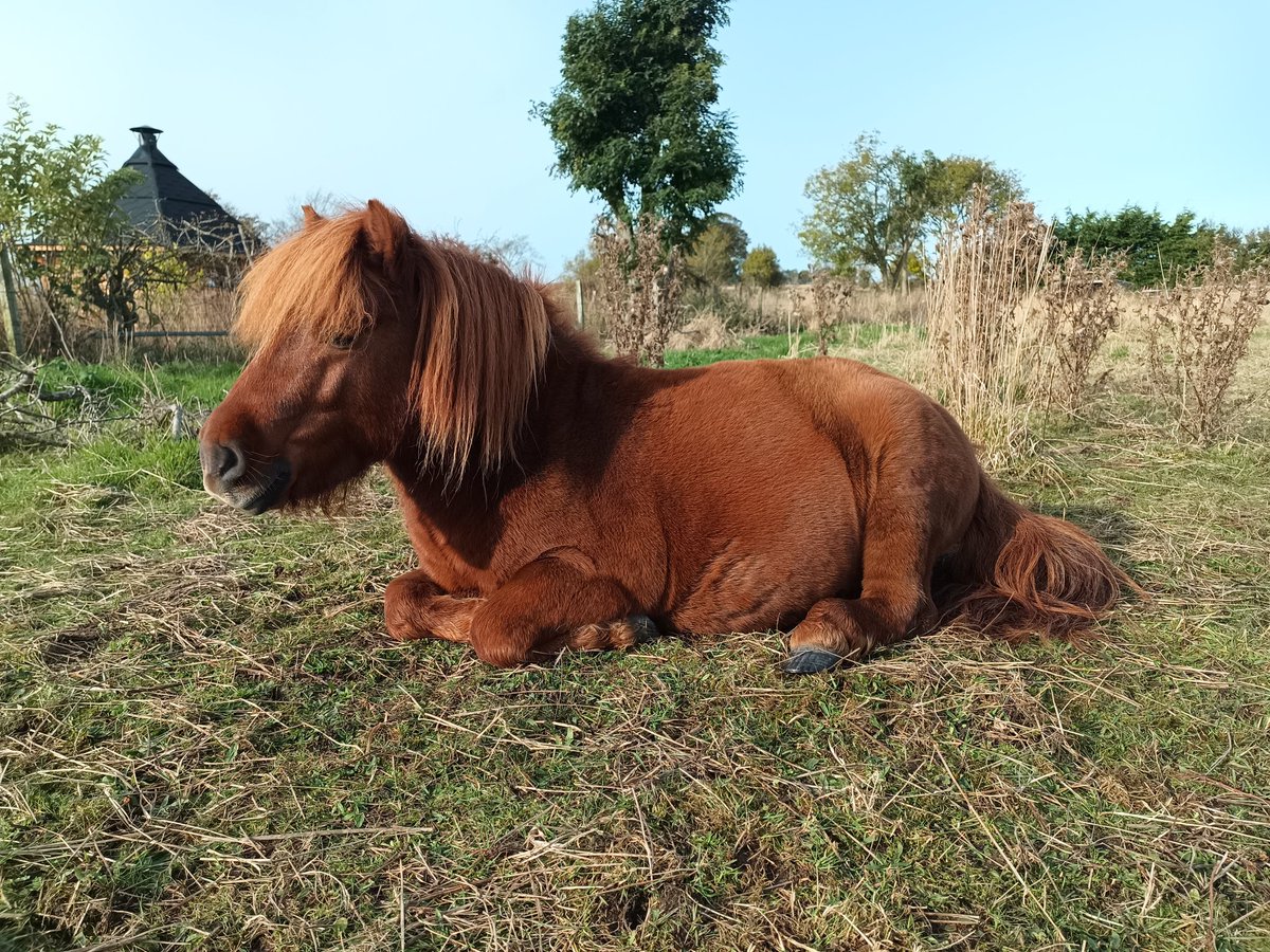 SereneSquirrel's tweet photo. A lazy lie in for stallion Tam today. He's getting velvety in his winter coat.
#ChestnutShetland #NativePonies https://t.co/ZeiikFE6Uw