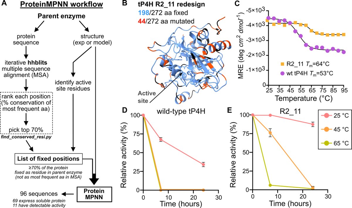 Computational Stabilization of a Non-heme Iron Enzyme Enables Efficient Evolution of New Function

🚀 New paper from David Baker and Jesse Zalatan!🚀

1/ This study demonstrates the use of the deep learning-based tool, ProteinMPNN, to computationally redesign Fe(II)/αKG