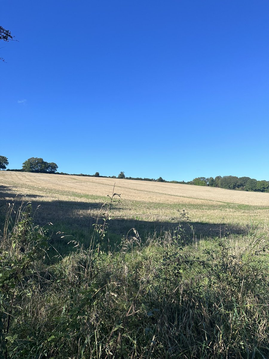 Great Gaddesden CE (VA) Primary School tweet media